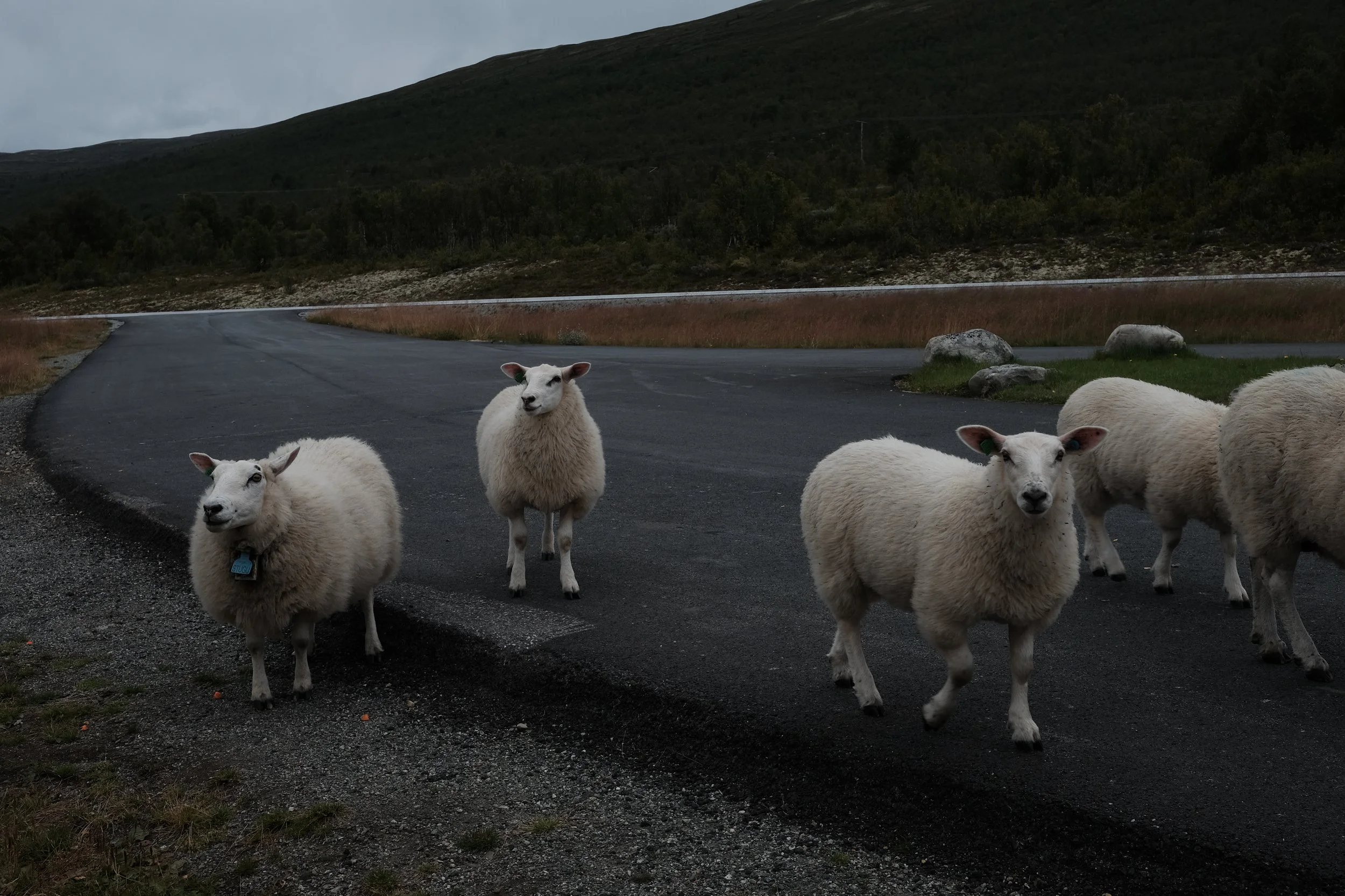 Får som står på en vei i en fjellandskap i Norge.
