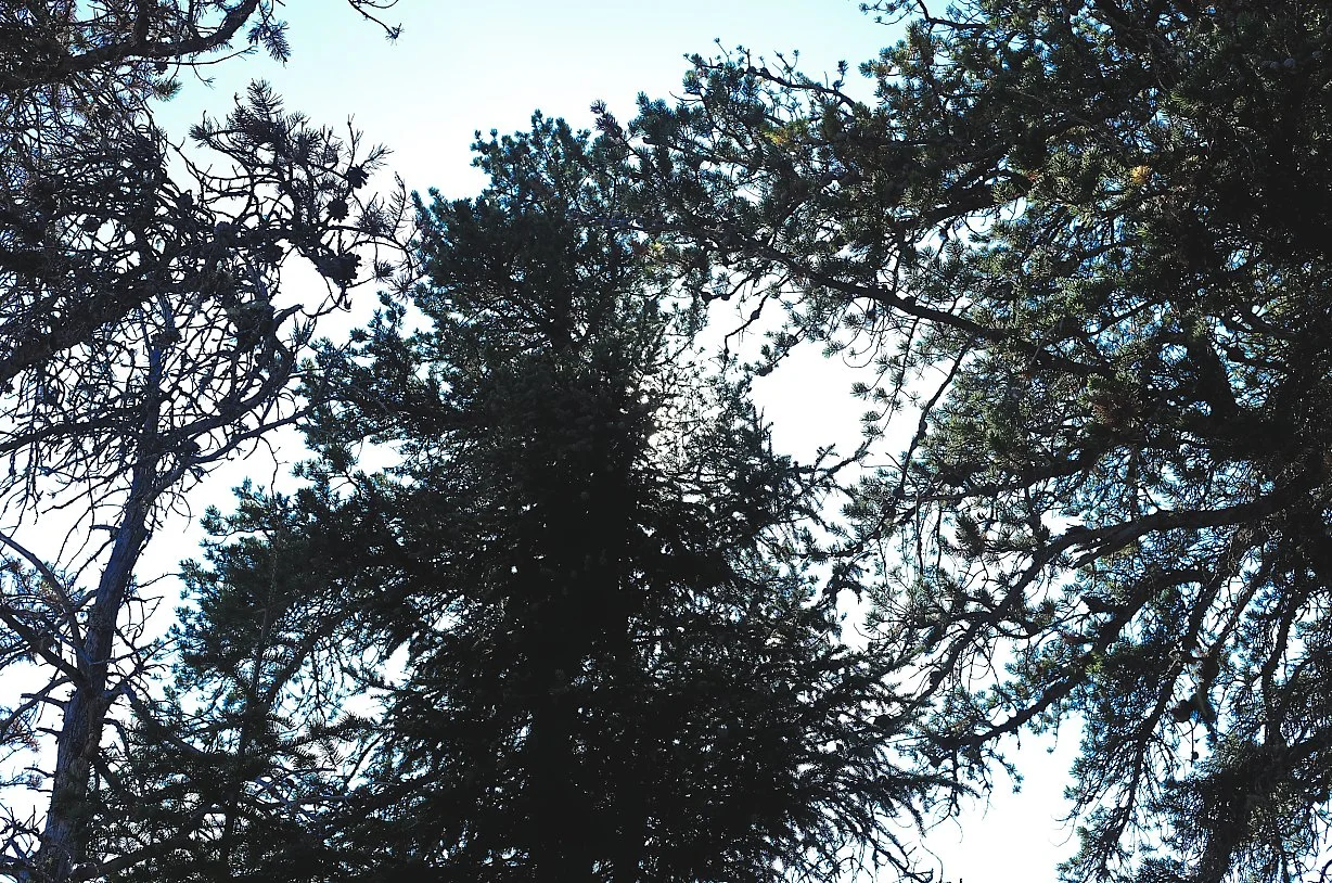 Topp av trær sett fra bakken med blå himmel i bakgrunnen.