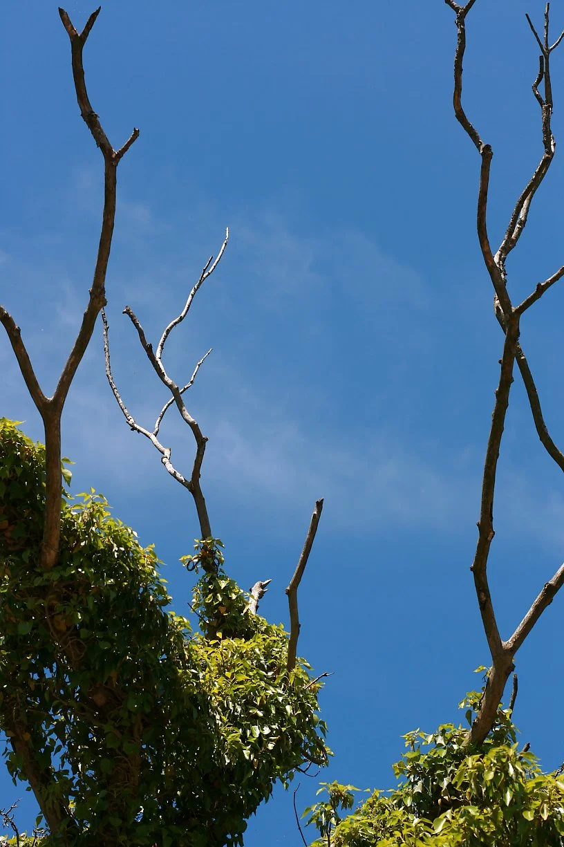A clear blue sky with the tops of trees, some with green leaves and some with bare, leafless branches.