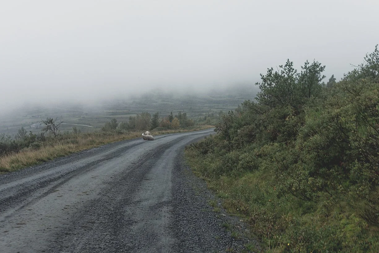 En grusvei i landskapet med lav vegetasjon og en tåkeaktig himmel, med en sau som ligger i veibanen.