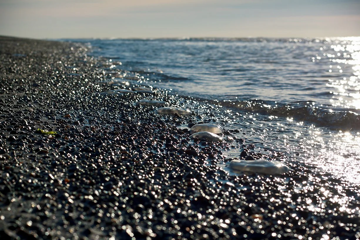 Nærbilde av en strand med små, svarte steiner og fløteaktige sjøskjell, med sjøen og refleksjoner av sollys i bakgrunnen.