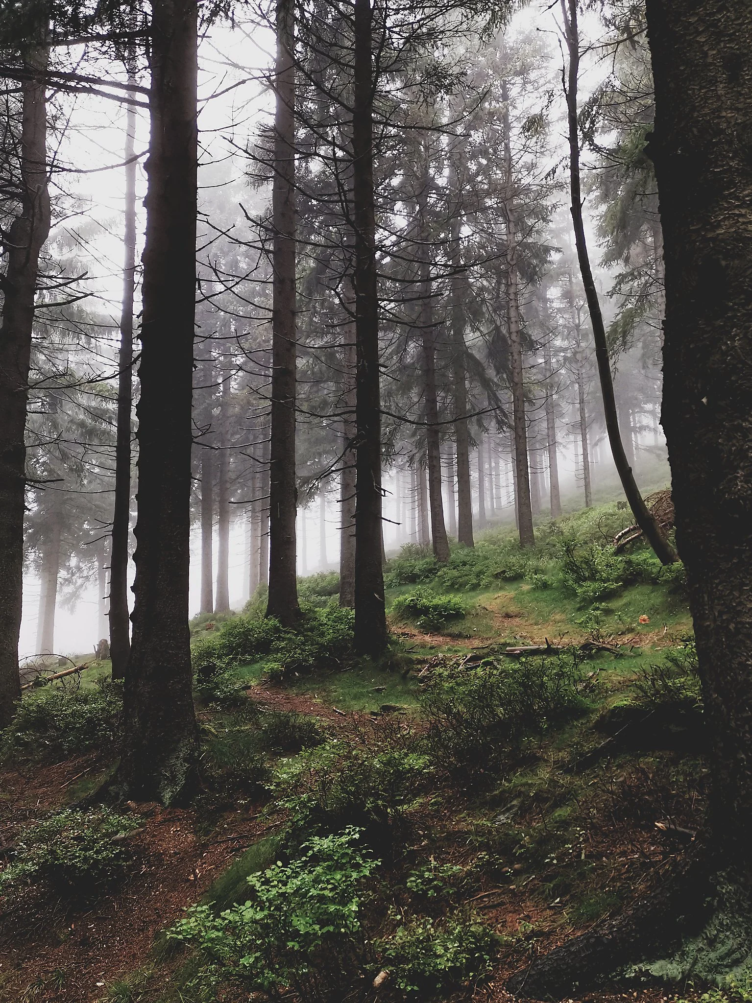 A Forest