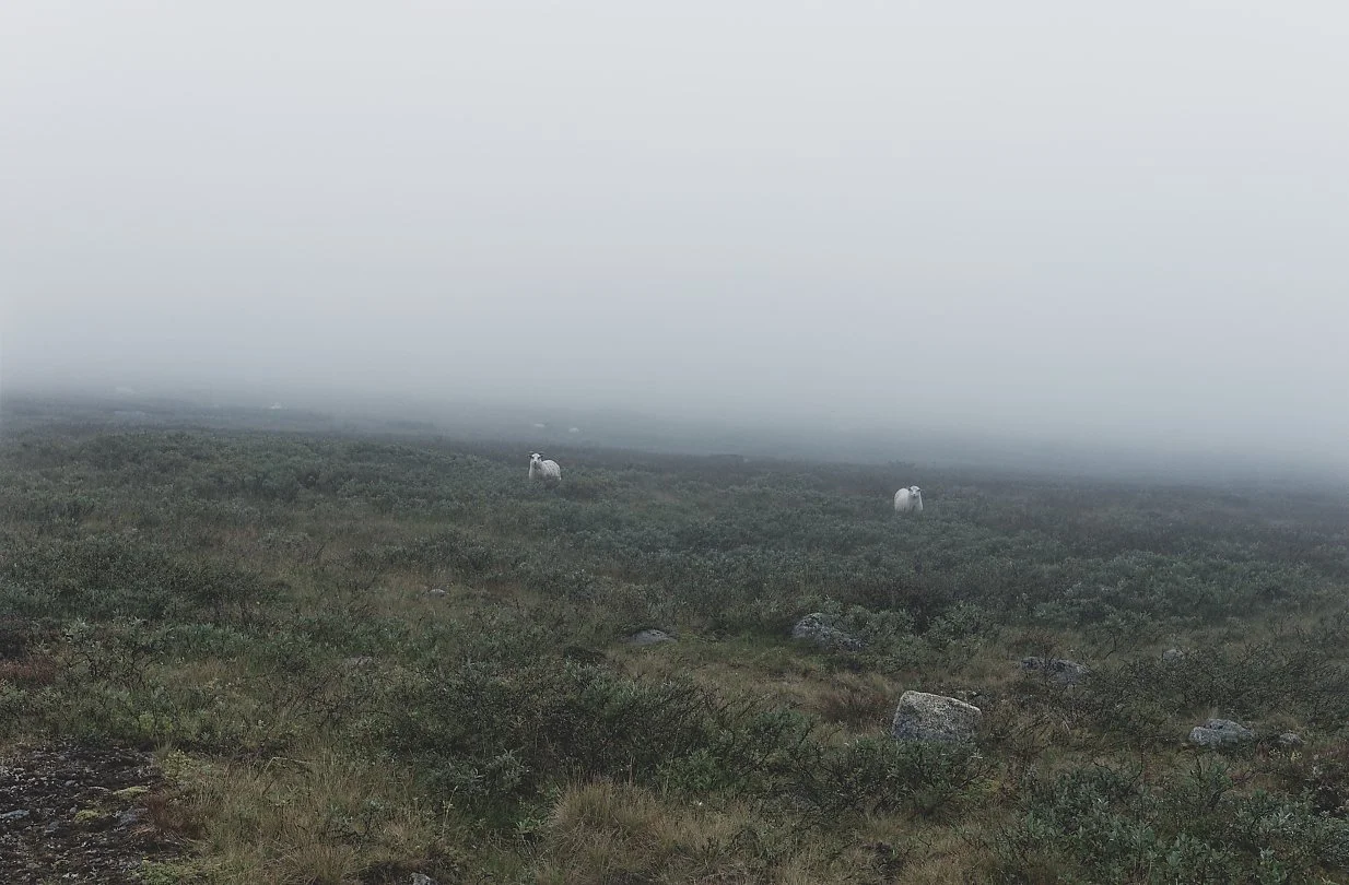 Tåket landskap med to sauer som står blant busker og steiner, og fjernere i tåken sees mer vegetasjon.