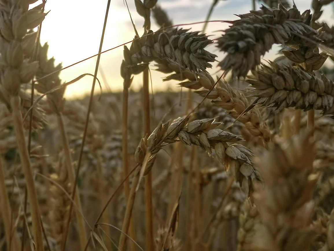 Close-up of wheat stalks in a field during sunset.
