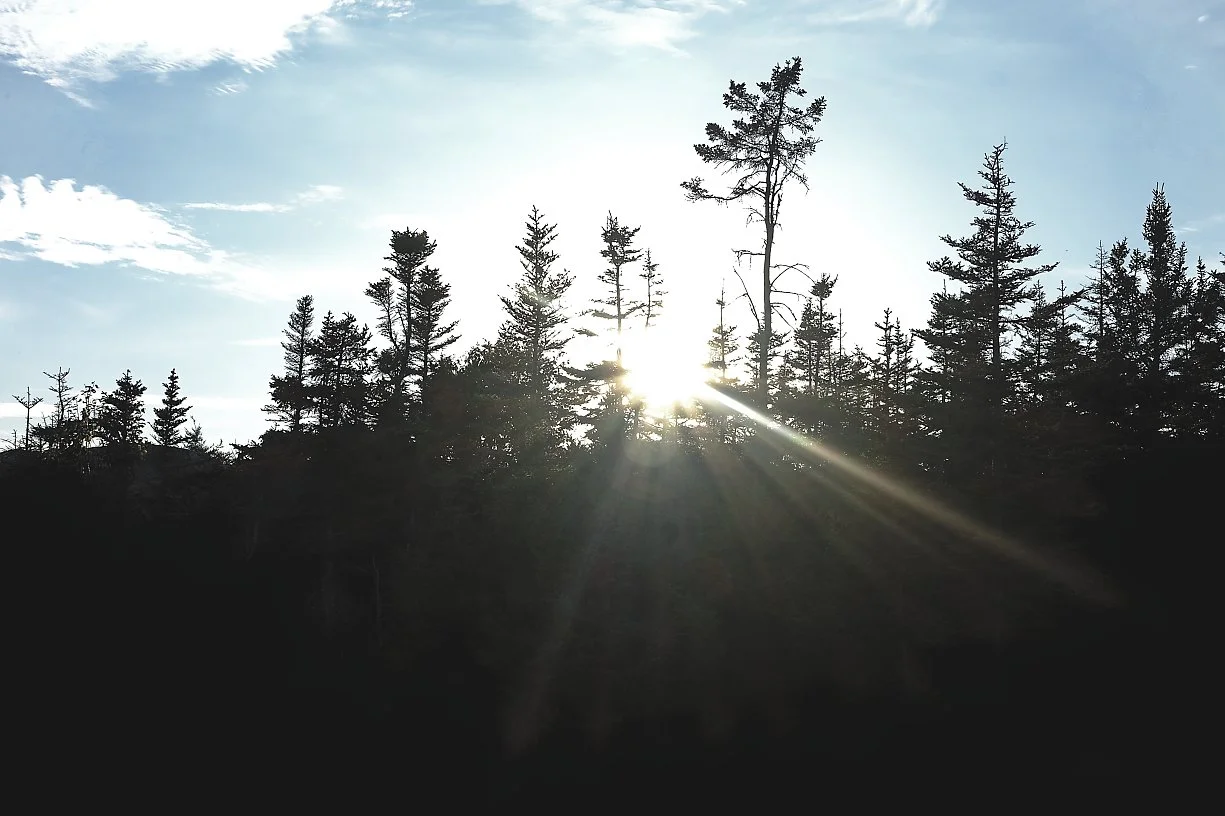 Solslys gjennom tregrense i en skog