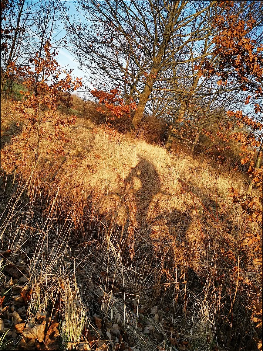 Shadow of a person riding a bicycle in a grassy, autumn landscape with leafless trees and dried brown foliage.