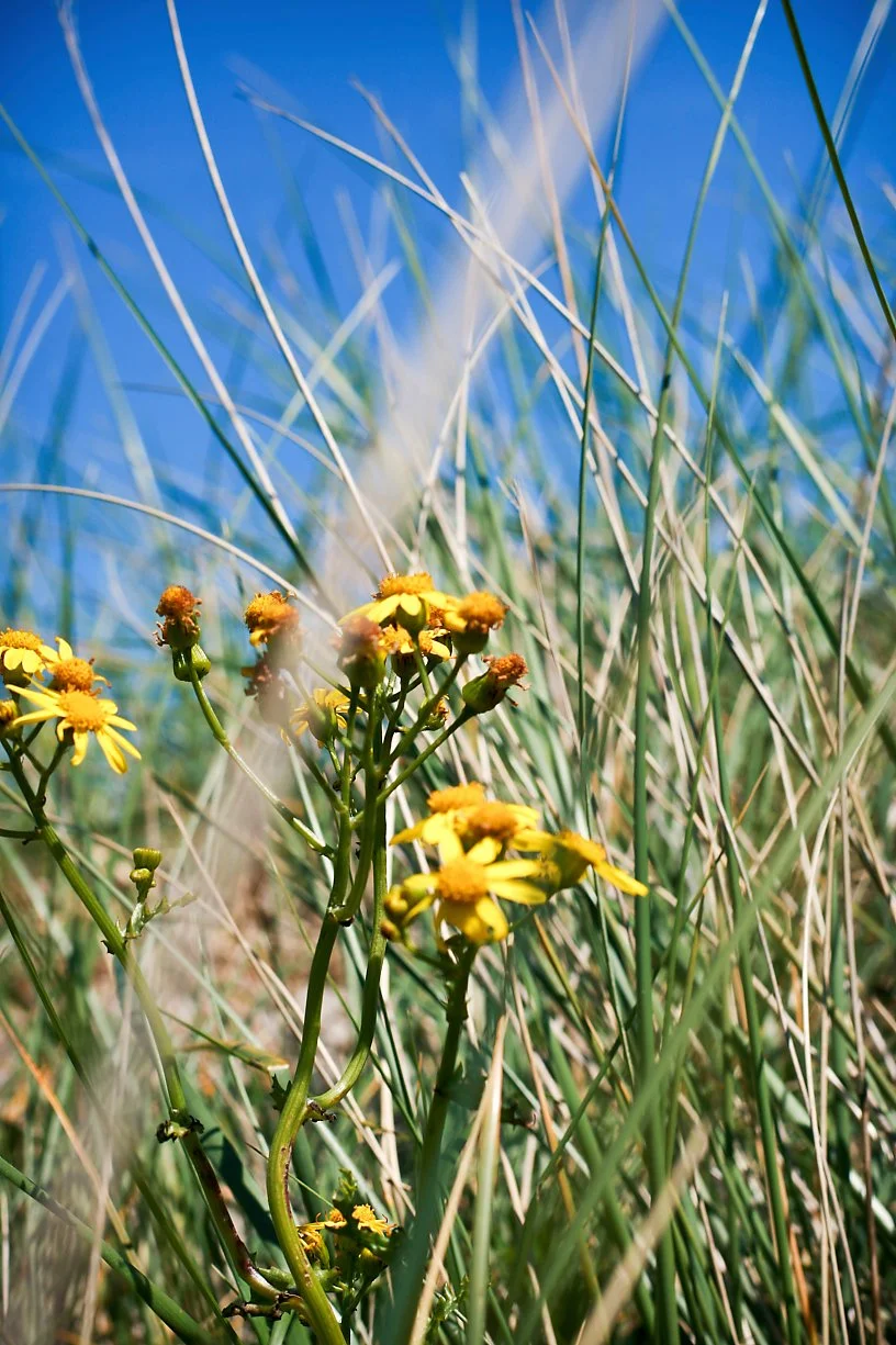 Gule blomster blant høye gress langs en blå himmel.