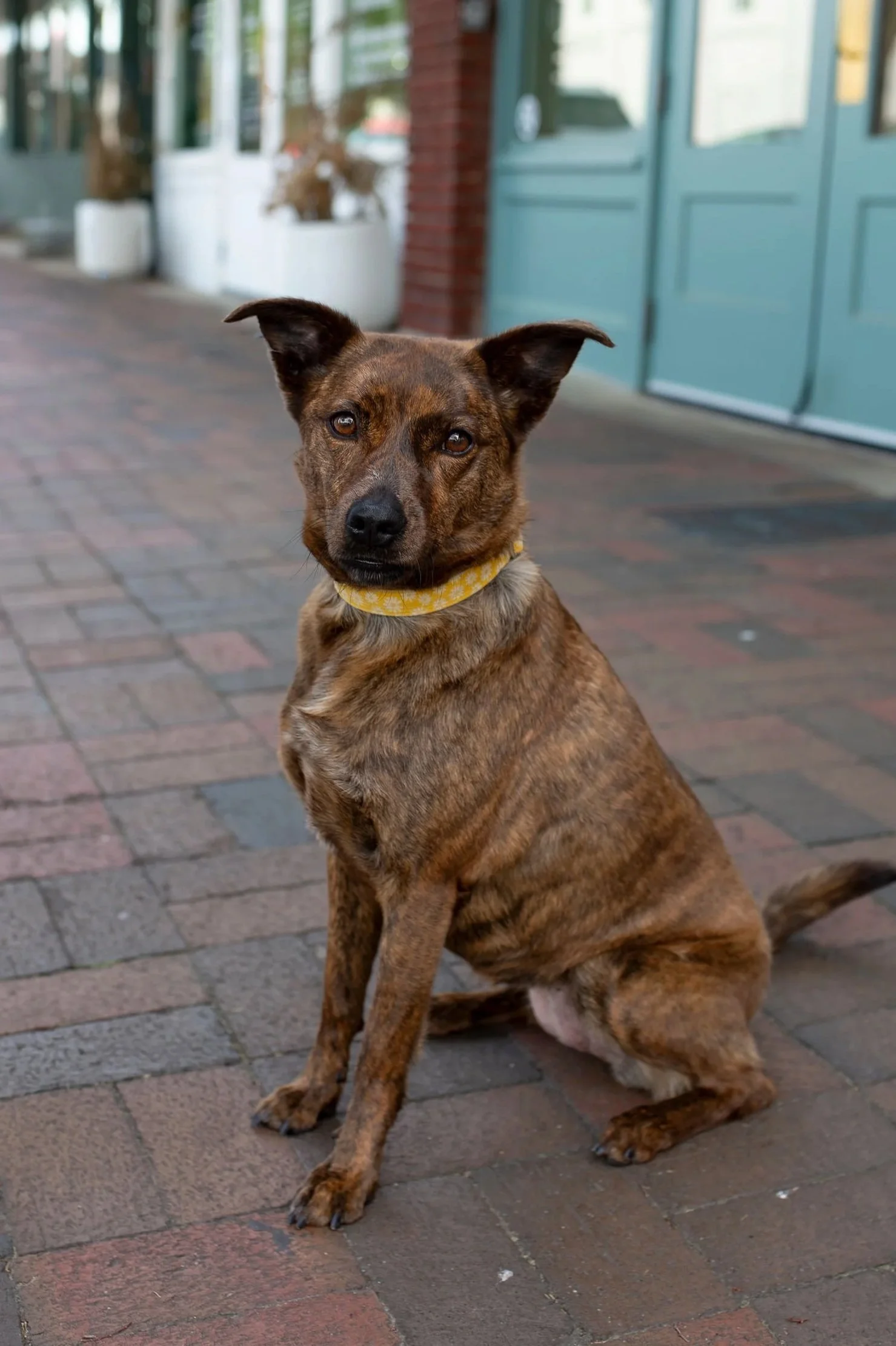 A small brown and black brindle mixed-breed dog with pointy ears wearing a yellow patterned collar sitting on brick pavement outside a storefront.