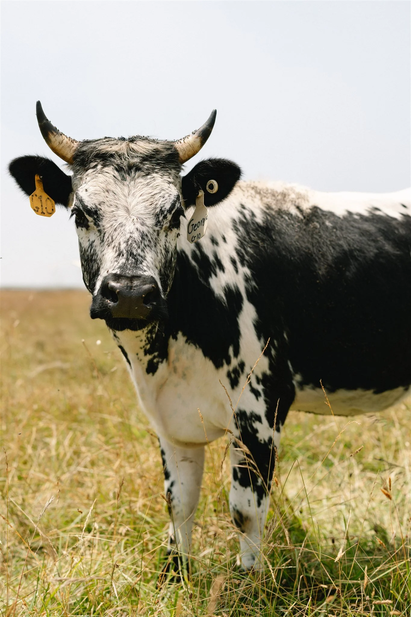 Slough_farm_sheny_leon_marthas_vineyard-46.jpg
