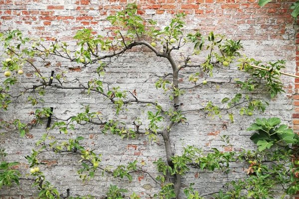 Grapevine che cresce su un muro di mattoni.