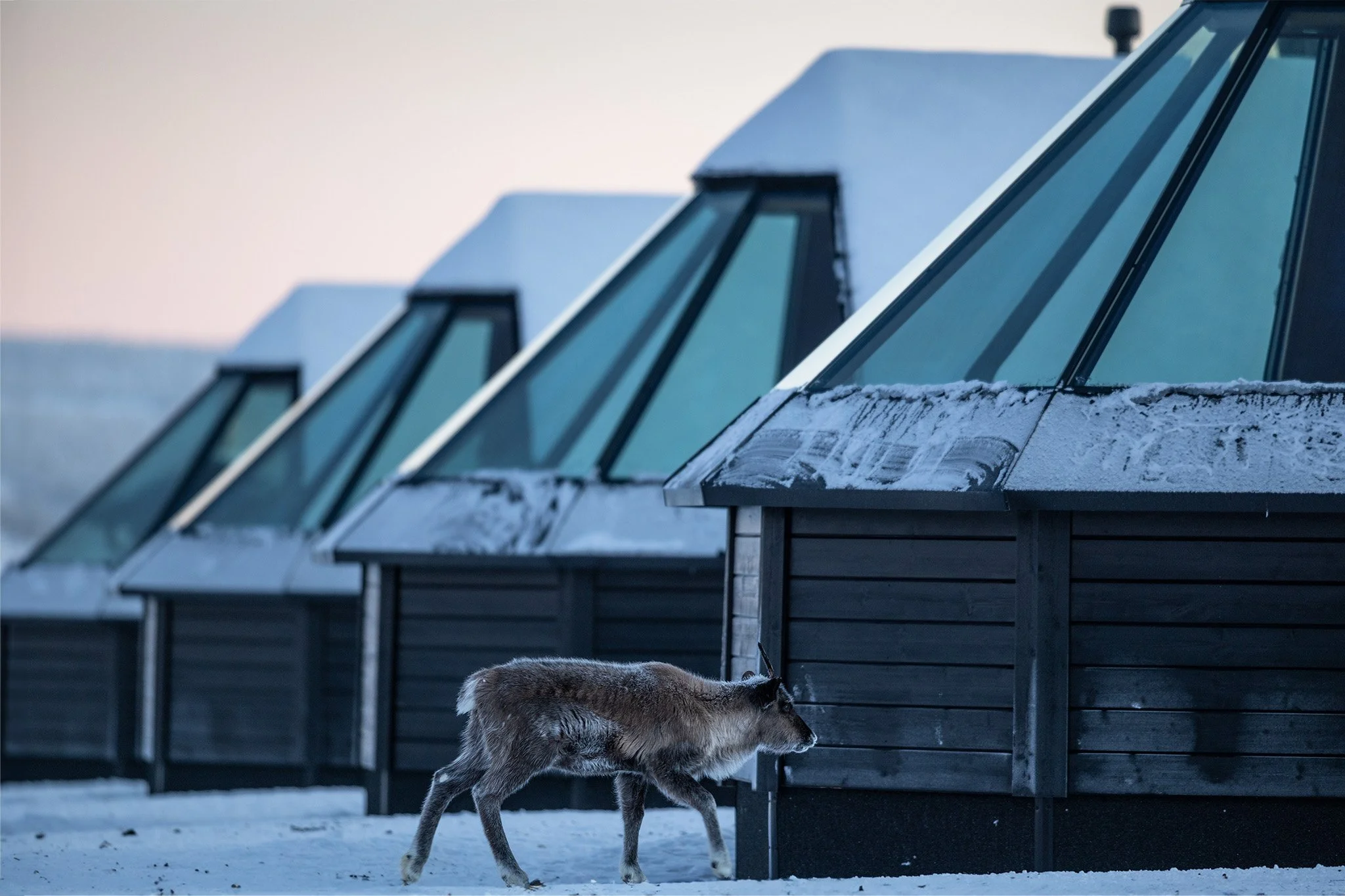 Inside The Reindeer Ranch: Sauna, Sámi Culture and Arctic Activities | OffTheGrid Travel