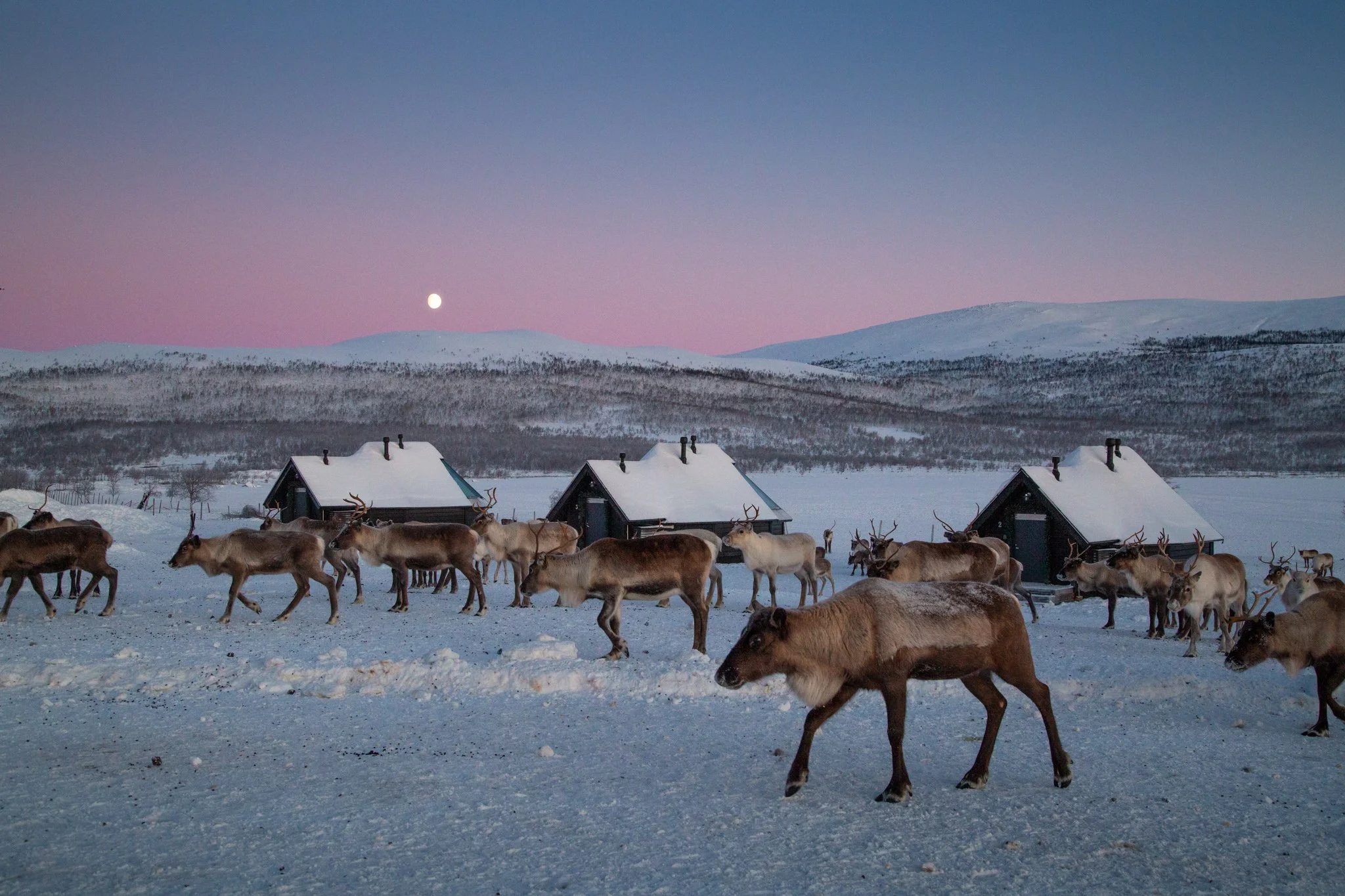 How to Plan a Private Retreat at The Reindeer Ranch, Kilpisjärvi | OffTheGrid Travel