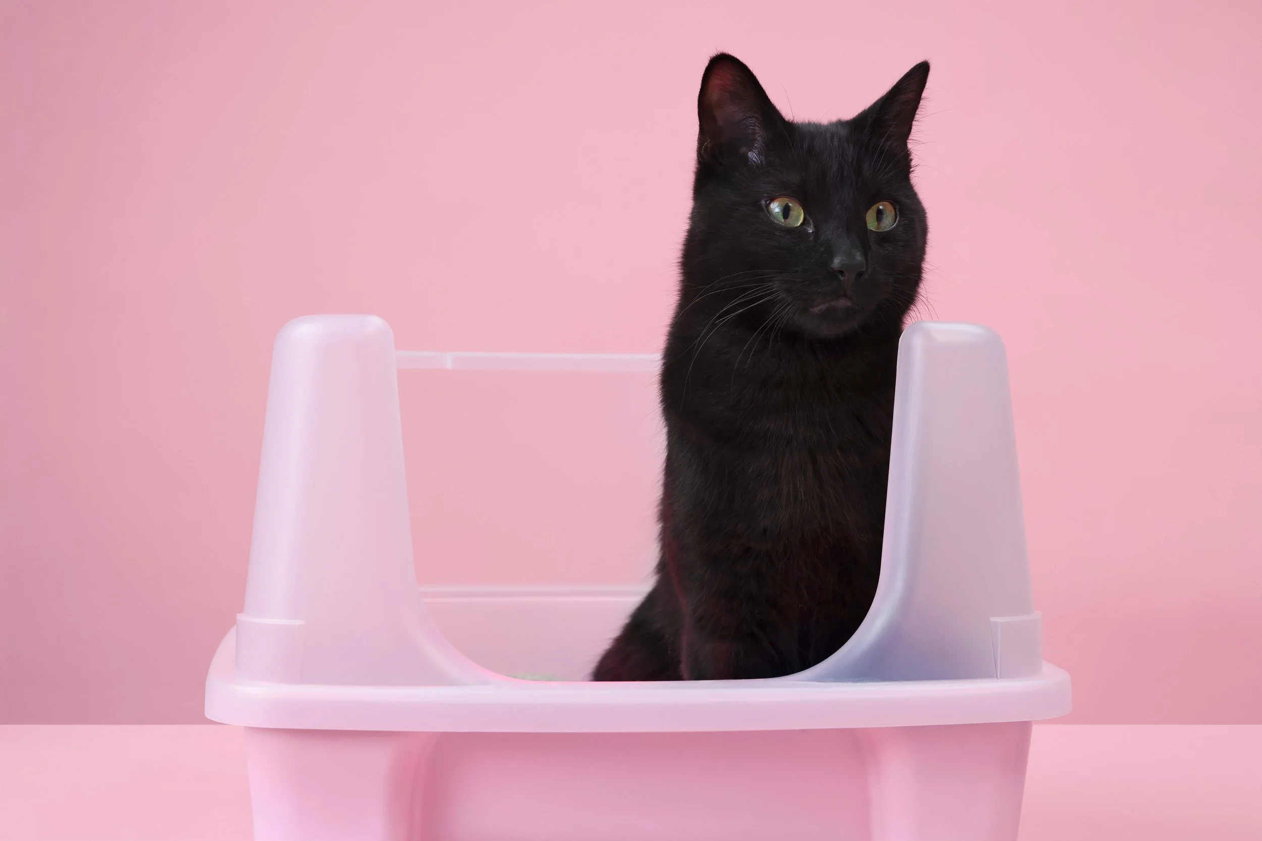 BoxieCat2026_Day3_ 32.jpg