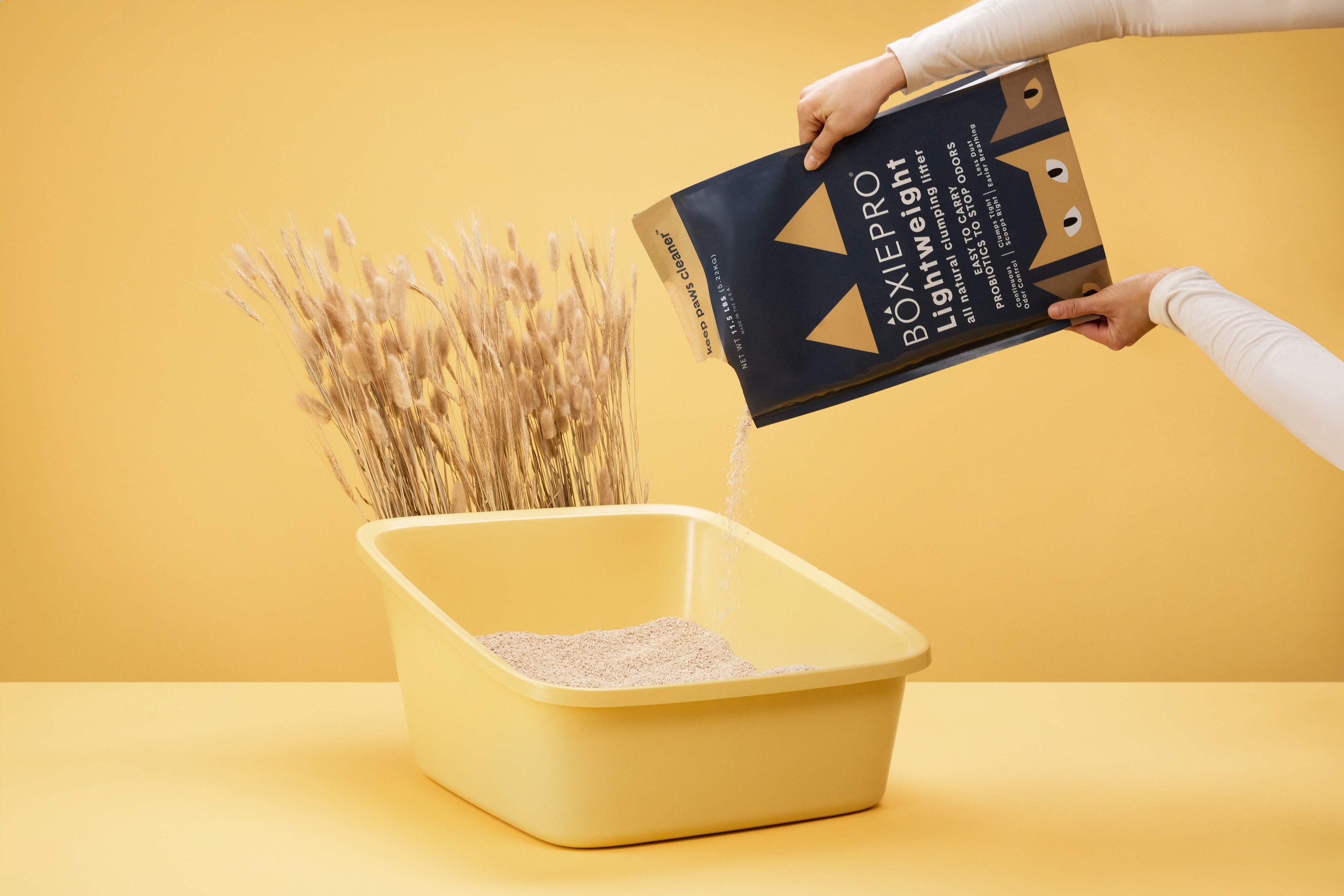 BoxieCat2026_Day3_ 3.jpg