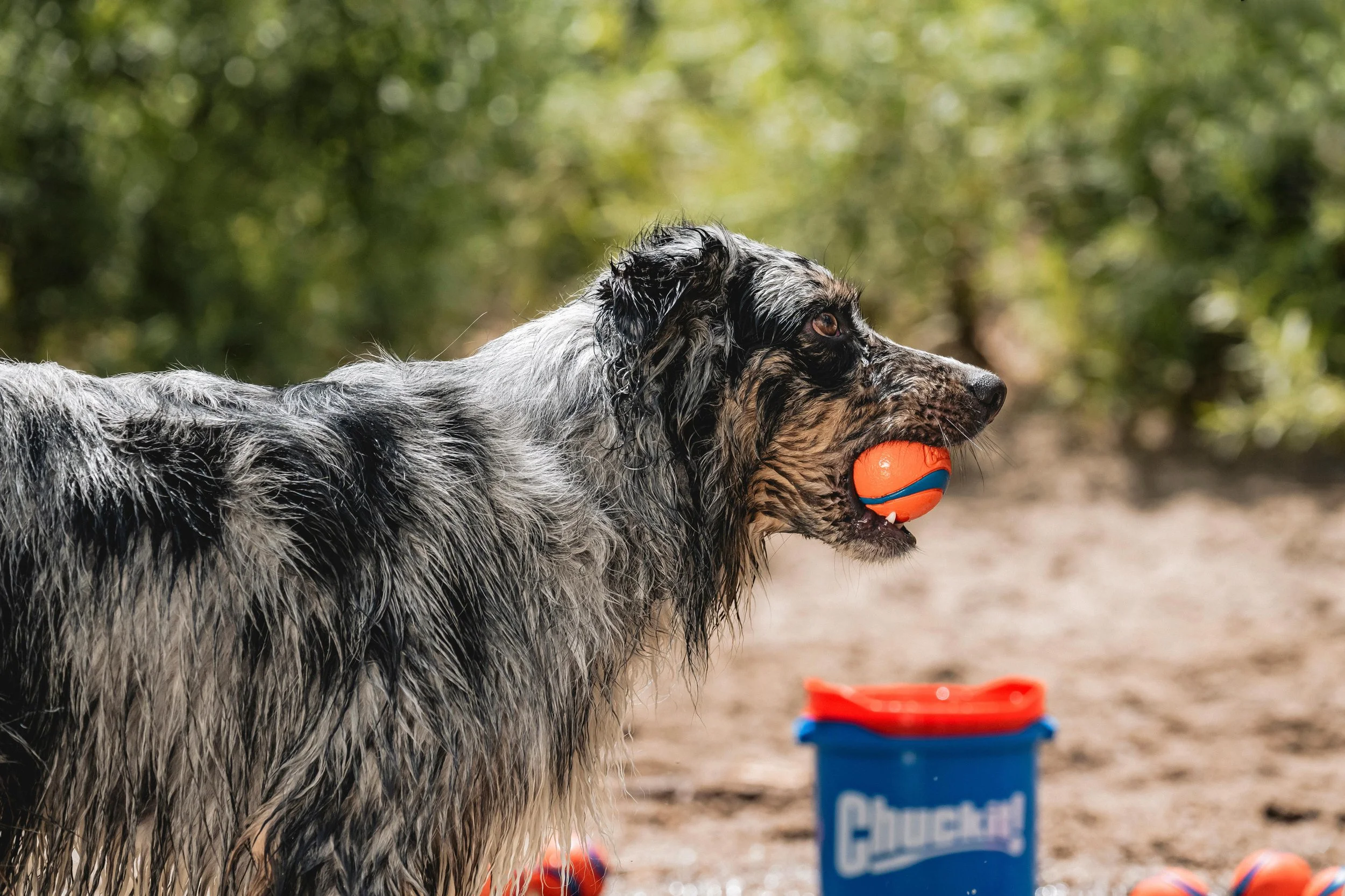 Petmate _ ChuckIt _ July2024 _ Ultra Bucket _ LPR _ B095L67T75 _ 5662.jpg