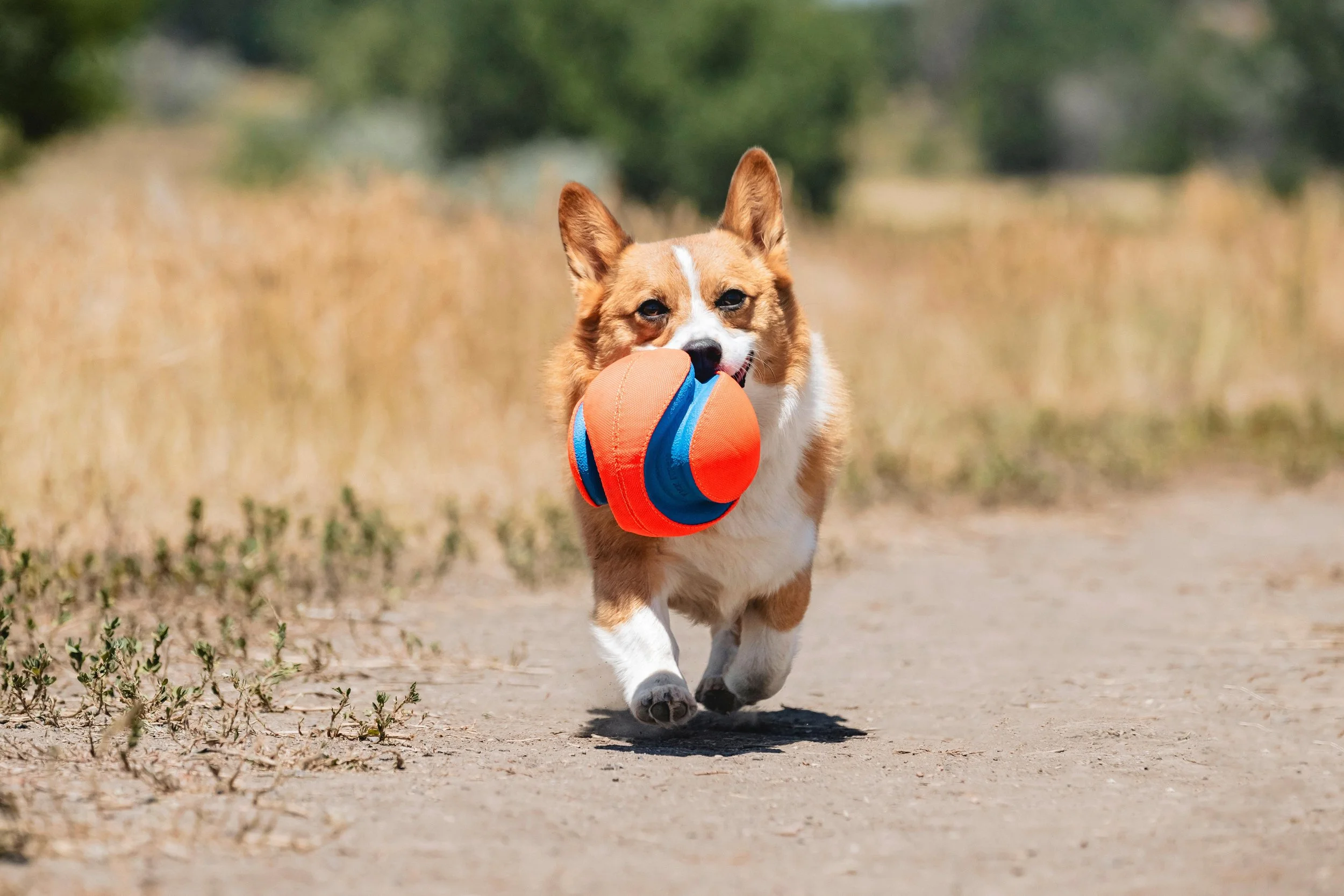 Petmate _ ChuckIt _ July2024 _ Kick Fetch _ LPR _ B00BSXNKNC _ 7969.jpg