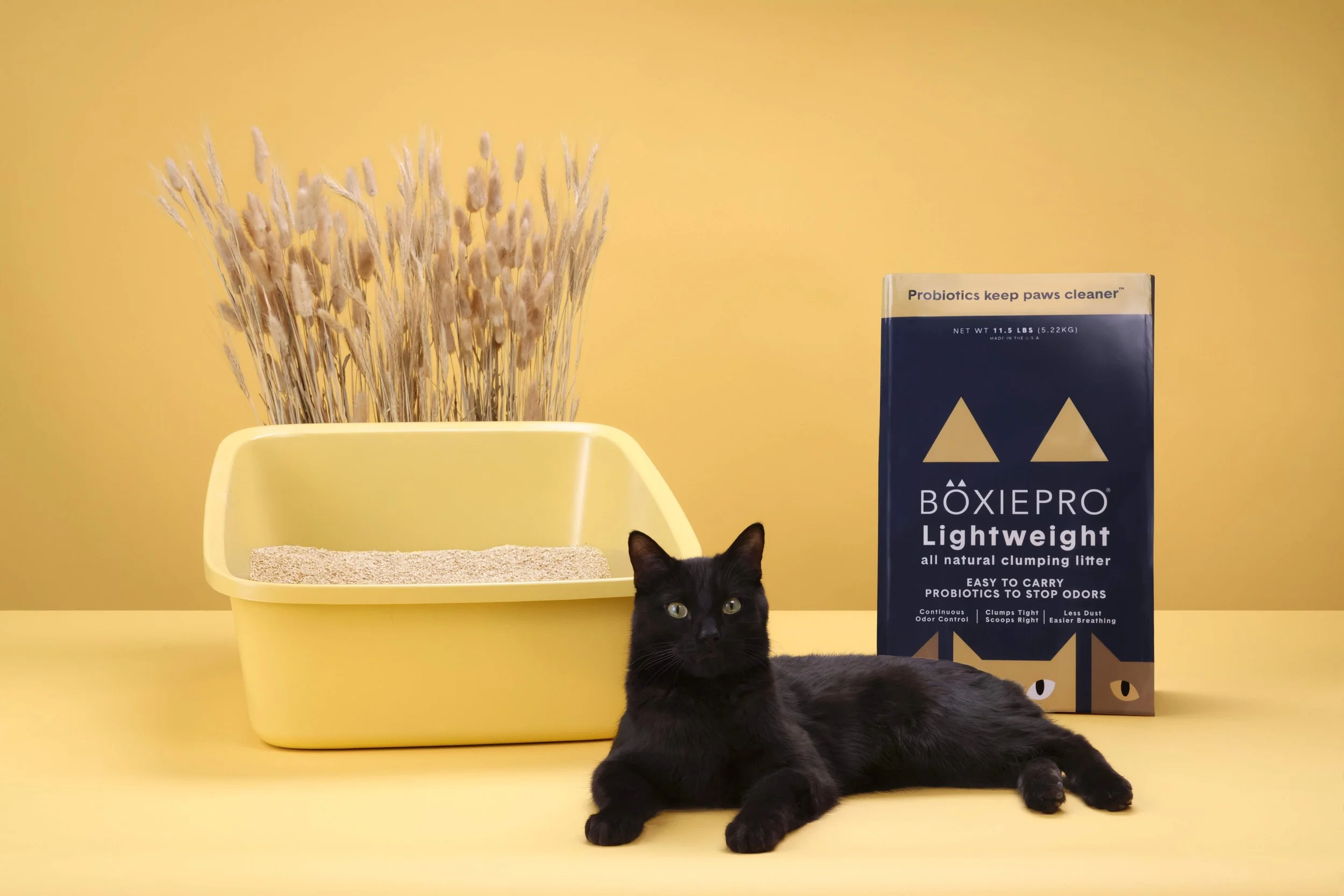 BoxieCat2026_Day3_ 10.jpg