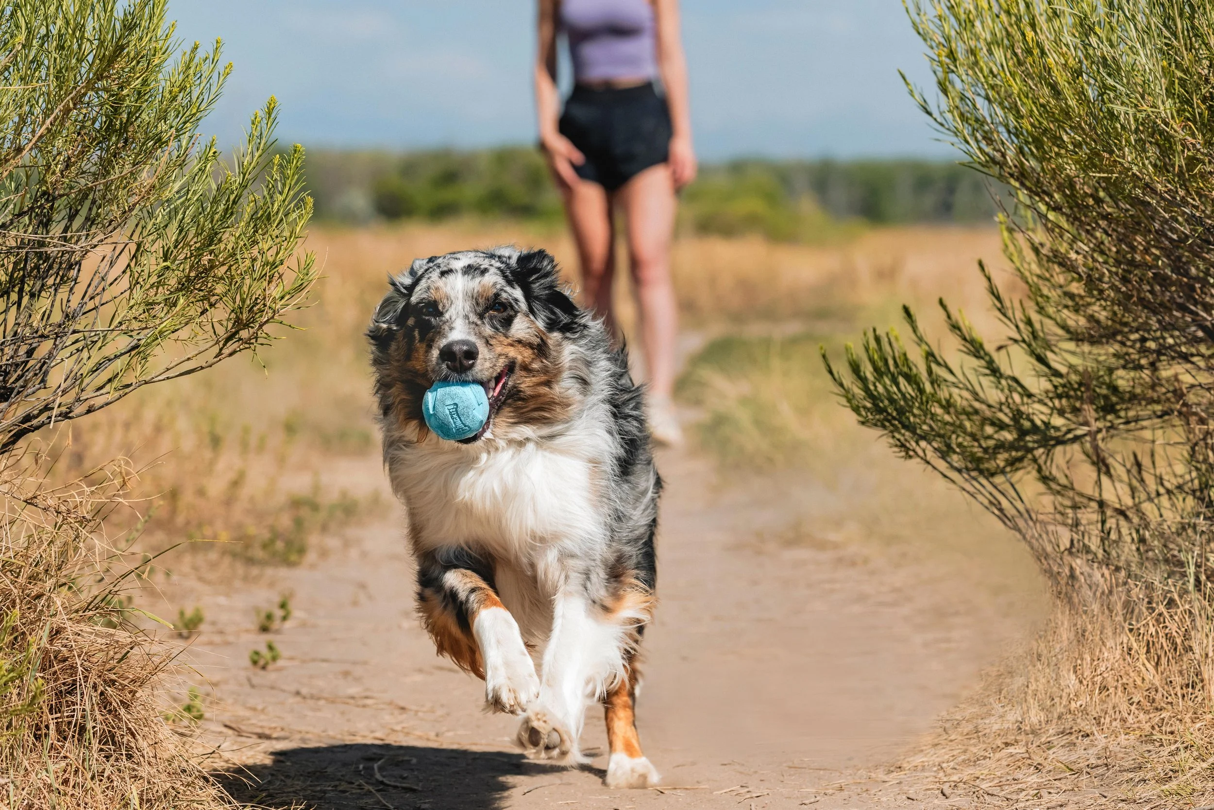 Petmate _ ChuckIt _ July2024 _ Whistler Ball _ LPR _B004XO825Y _ 0653.jpg