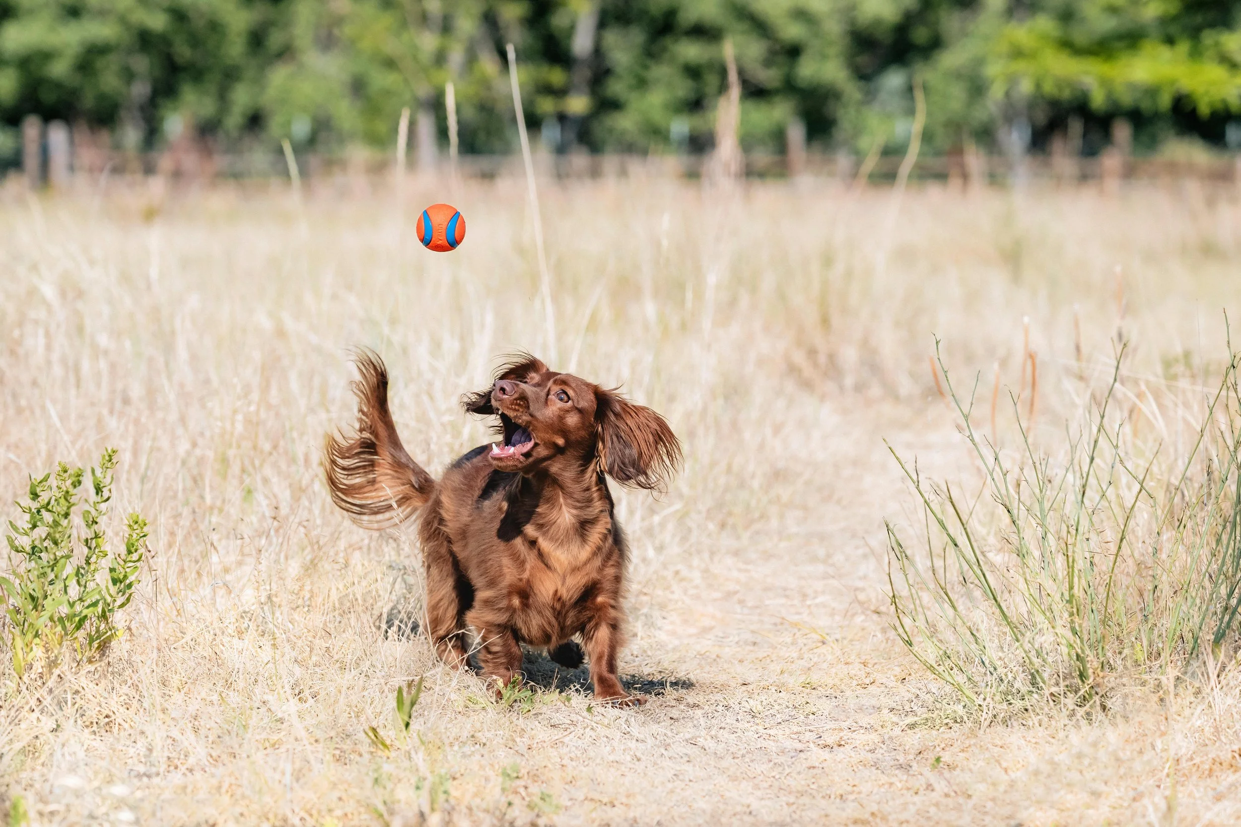 Petmate _ ChuckIt _ July2024 _ Ultra Ball _ LPR _ B00280MUVC _ 6173.jpg