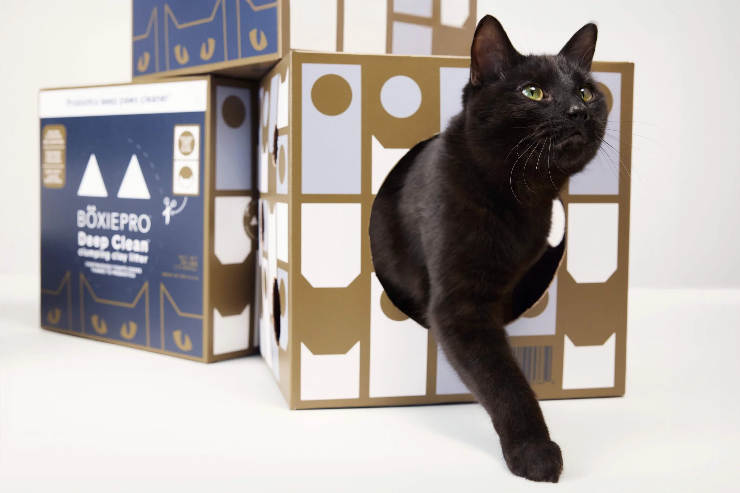 BoxieCat2026_Day3_ 79.jpg