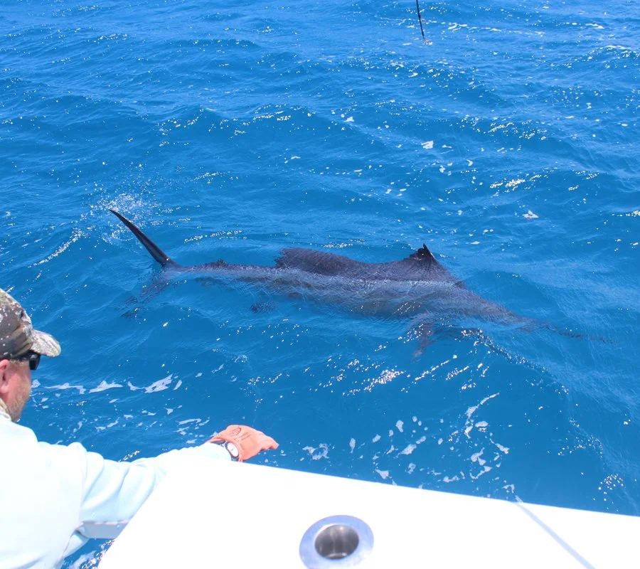 Puerto Rico Sailfish Fishing Charters