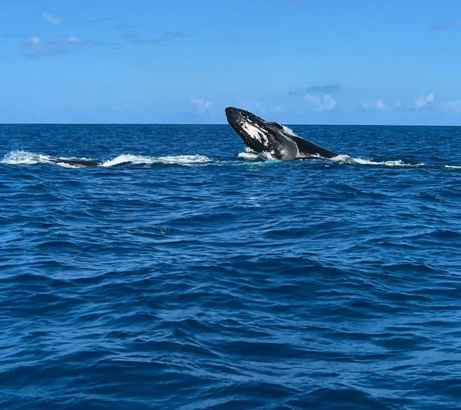 Eco tours in Western Puerto Rico near Cabo Rojo, Rincon, and Aguadilla.