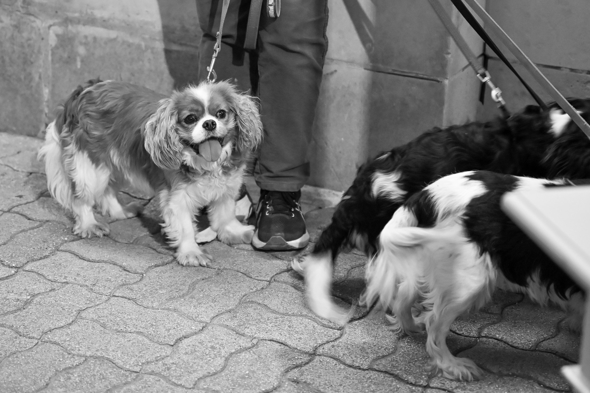 DSC_1223.jpg