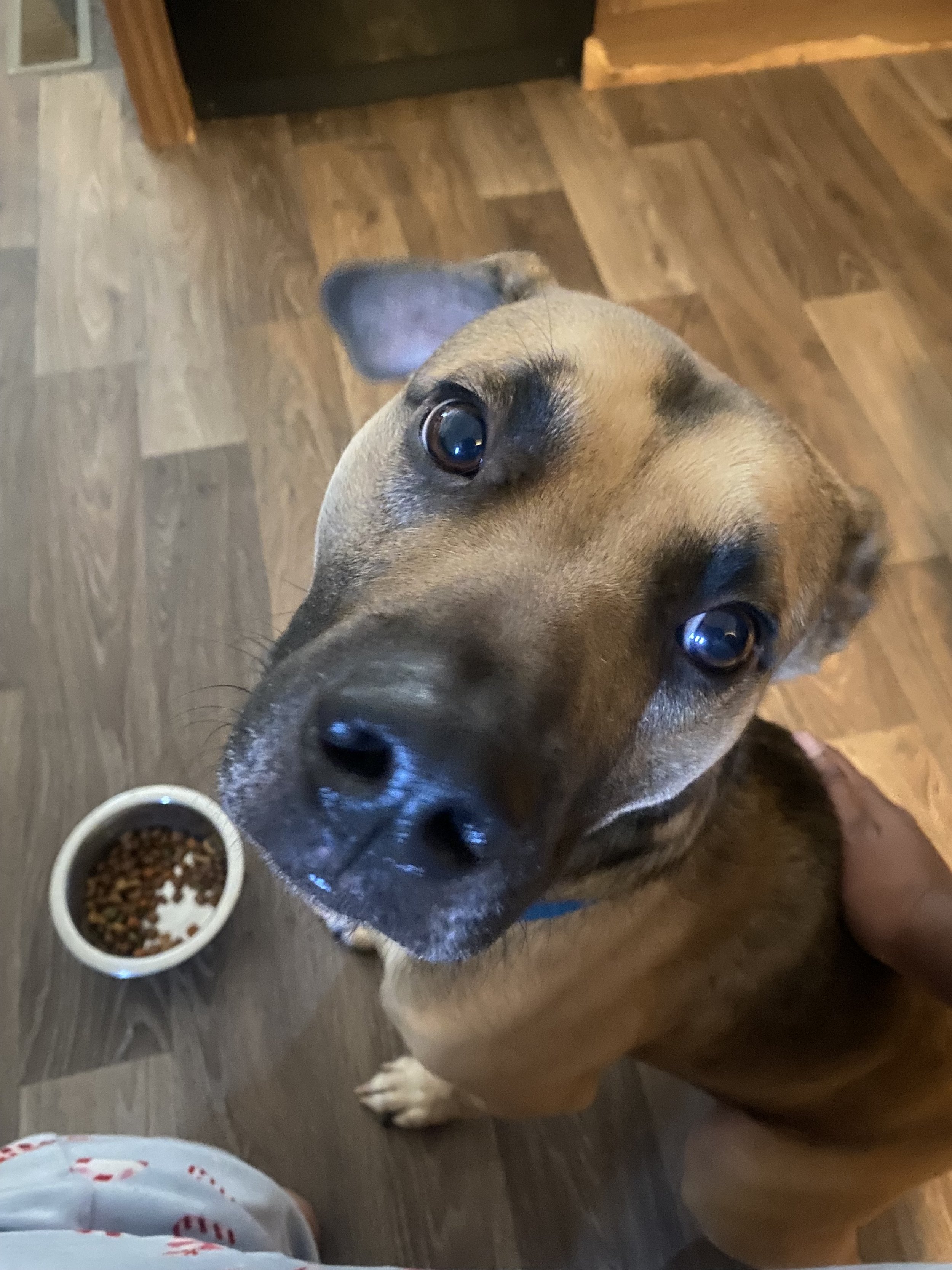 A close-up of a dog with a brown coat, big eyes, and a black nose. The dog appears to be reaching towards the camera.