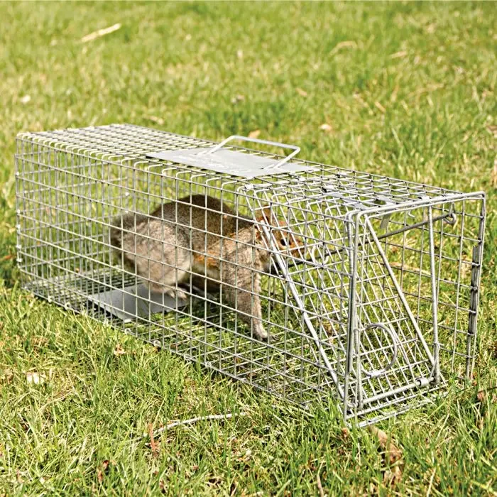 A rabbit inside a wire live trap on grass.