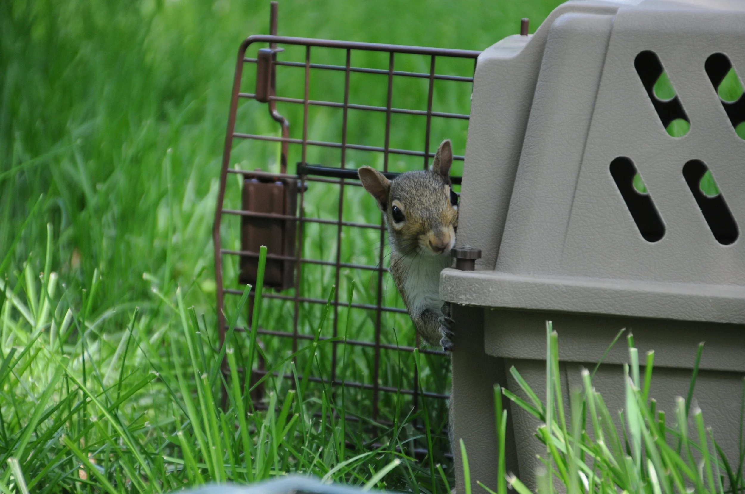 A squirrel peeks out from a small animal trap on green grass, with a gray plastic animal shelter nearby.
