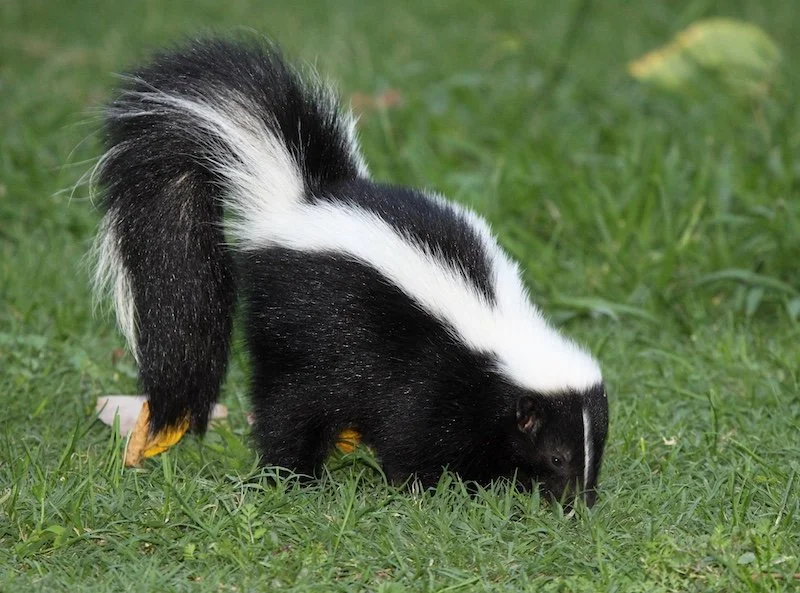 A black and white skunk with a bushy tail, foraging on green grass.