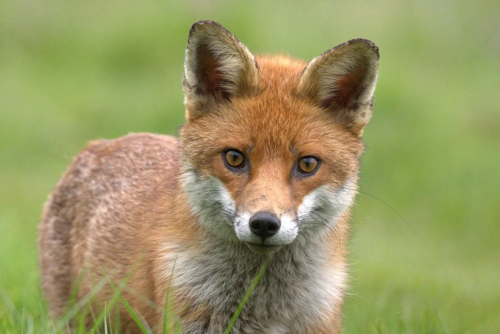 A fox standing in a grassy field looking directly at the camera.