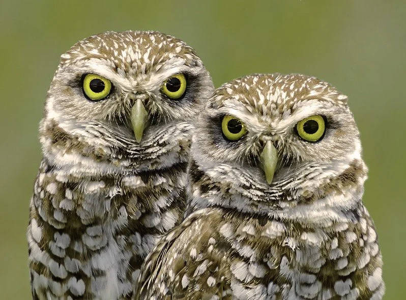 Two owls with yellow eyes and mottled brown and white feathers close together against a blurred green background.