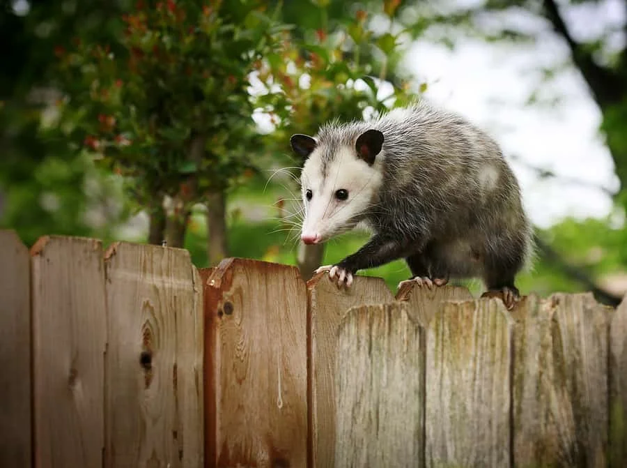 A domesticated opossum on a wooden fence, with green foliage in the background.