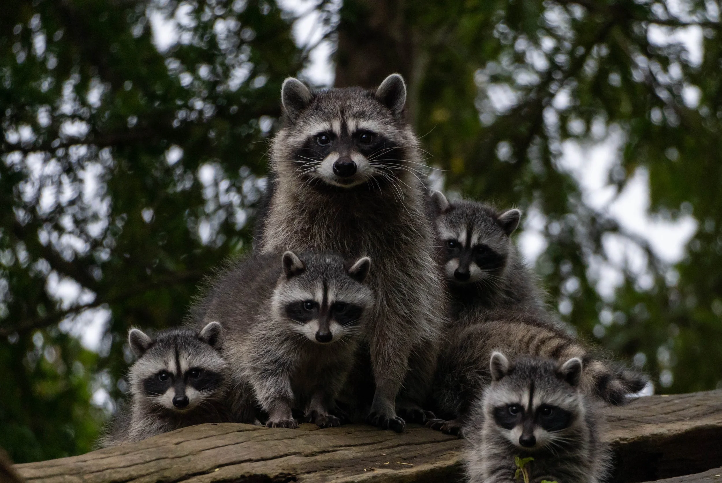 A group of raccoons stacked on top of each other on a tree branch, with dark green foliage in the background.