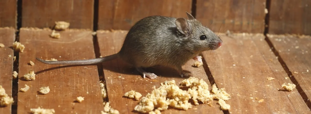 Close-up of a small mouse on a wooden floor, surrounded by scattered crumbs.