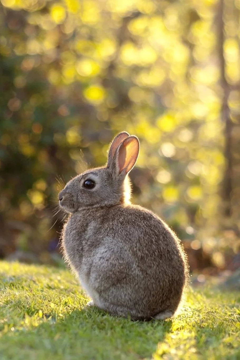 A rabbit sitting on grass with sunlight filtering through trees in the background.