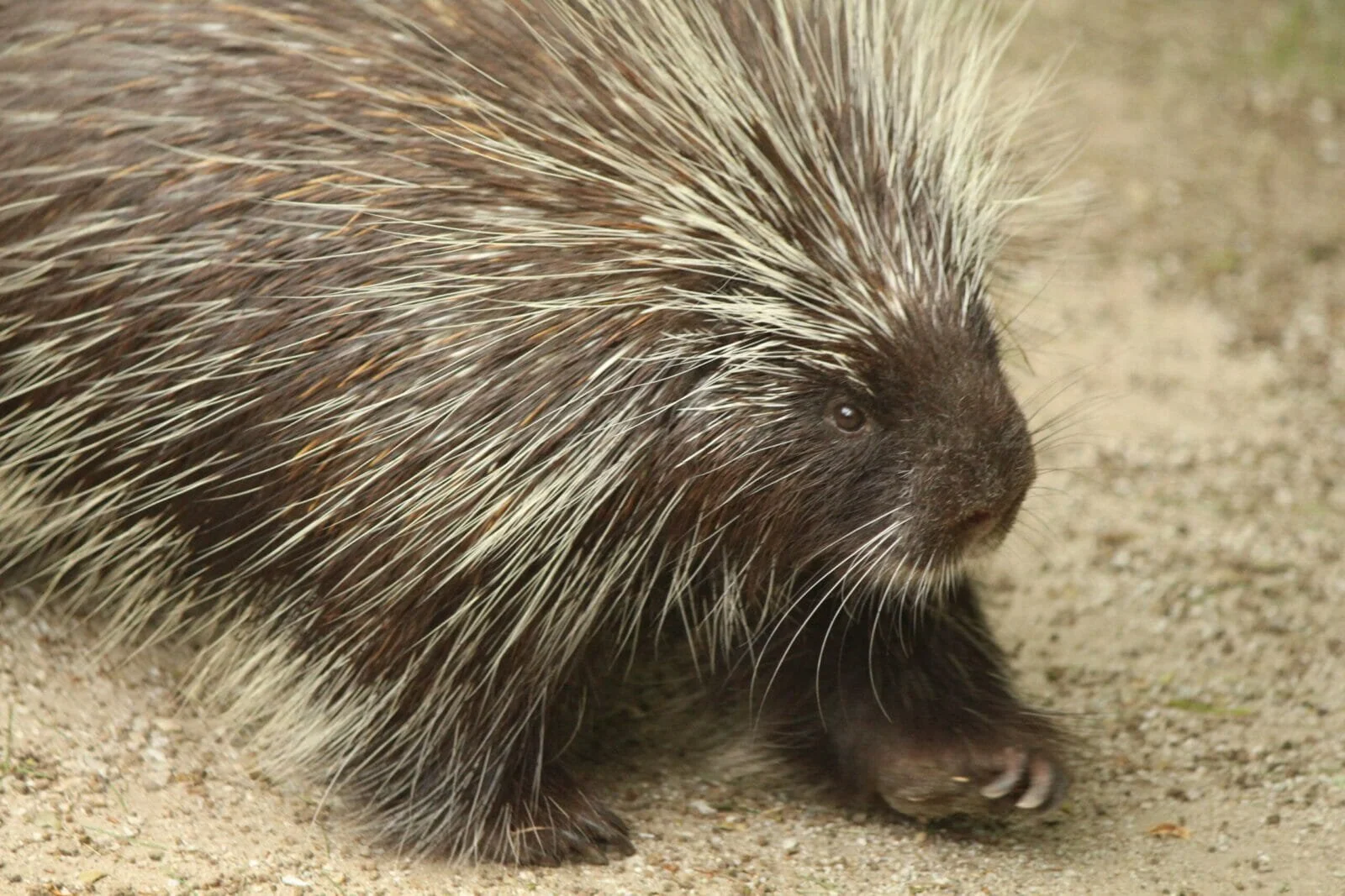 Close-up of a hedgehog walking on sandy ground, showing its spines and face.