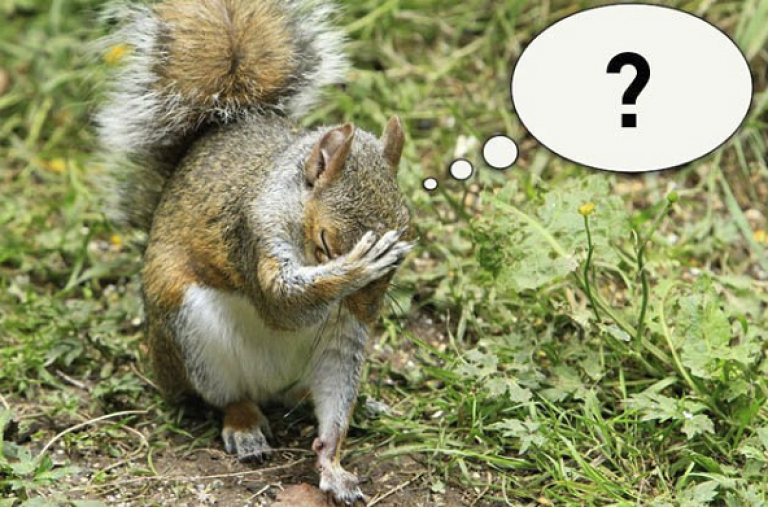 A squirrel has its head bowed in a gesture of disappointment or frustration, covering its face with one paw, with a thought bubble containing a question mark above its head, outdoors on grass.