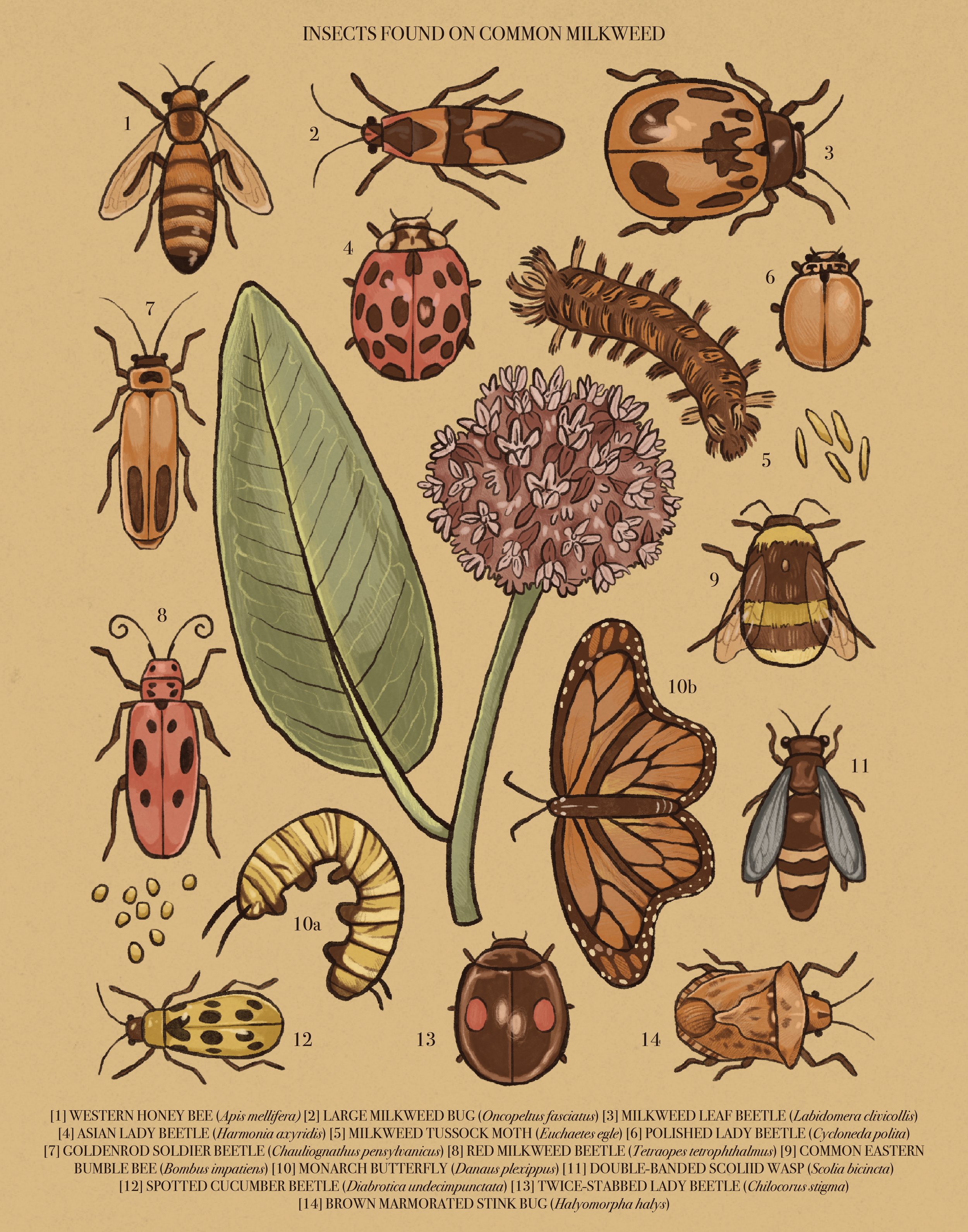 Common Milkweed Species 11x14.png