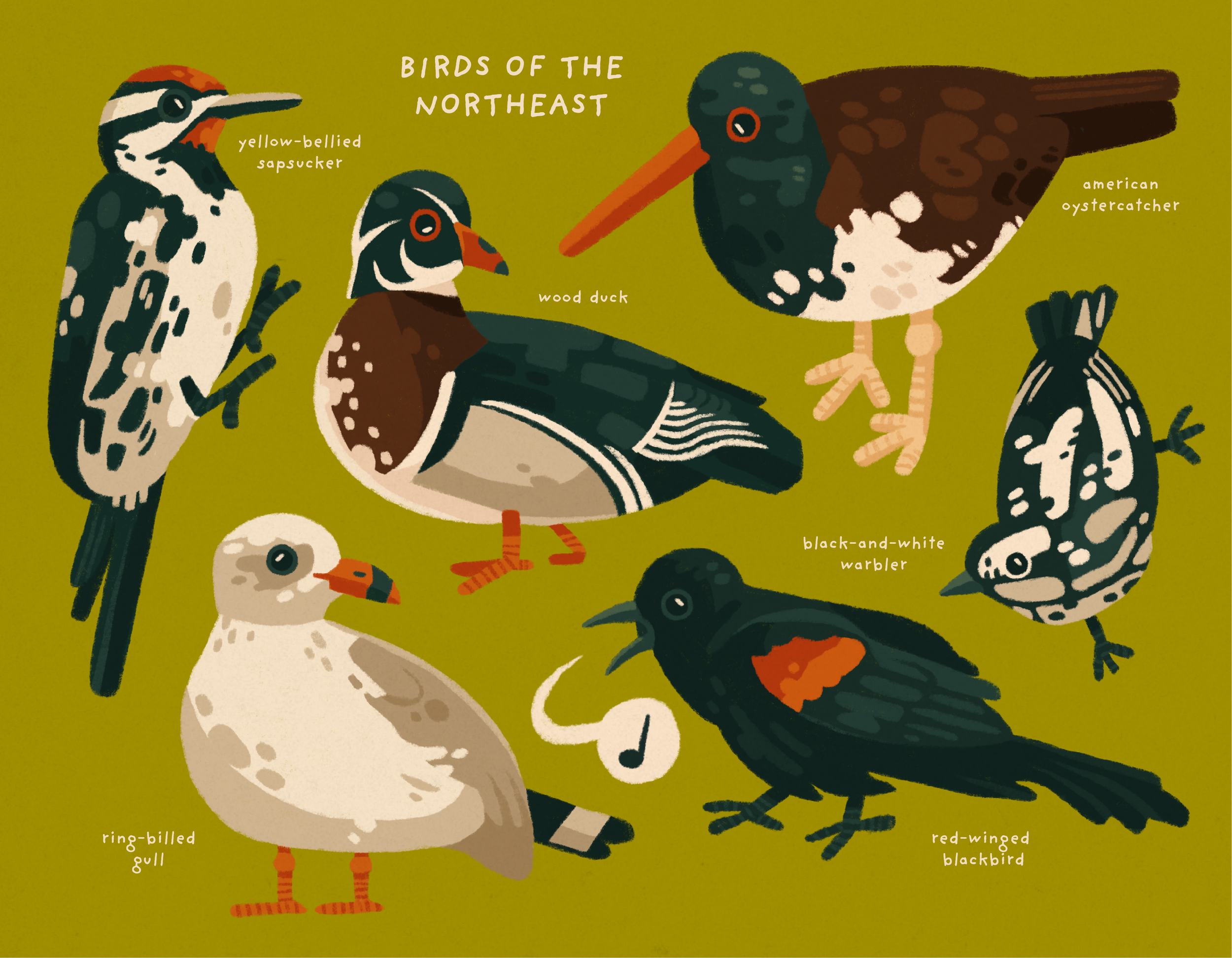 birds of the northeast website.png
