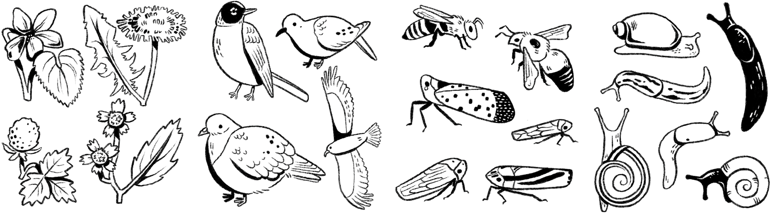 b:w field guide icons.png