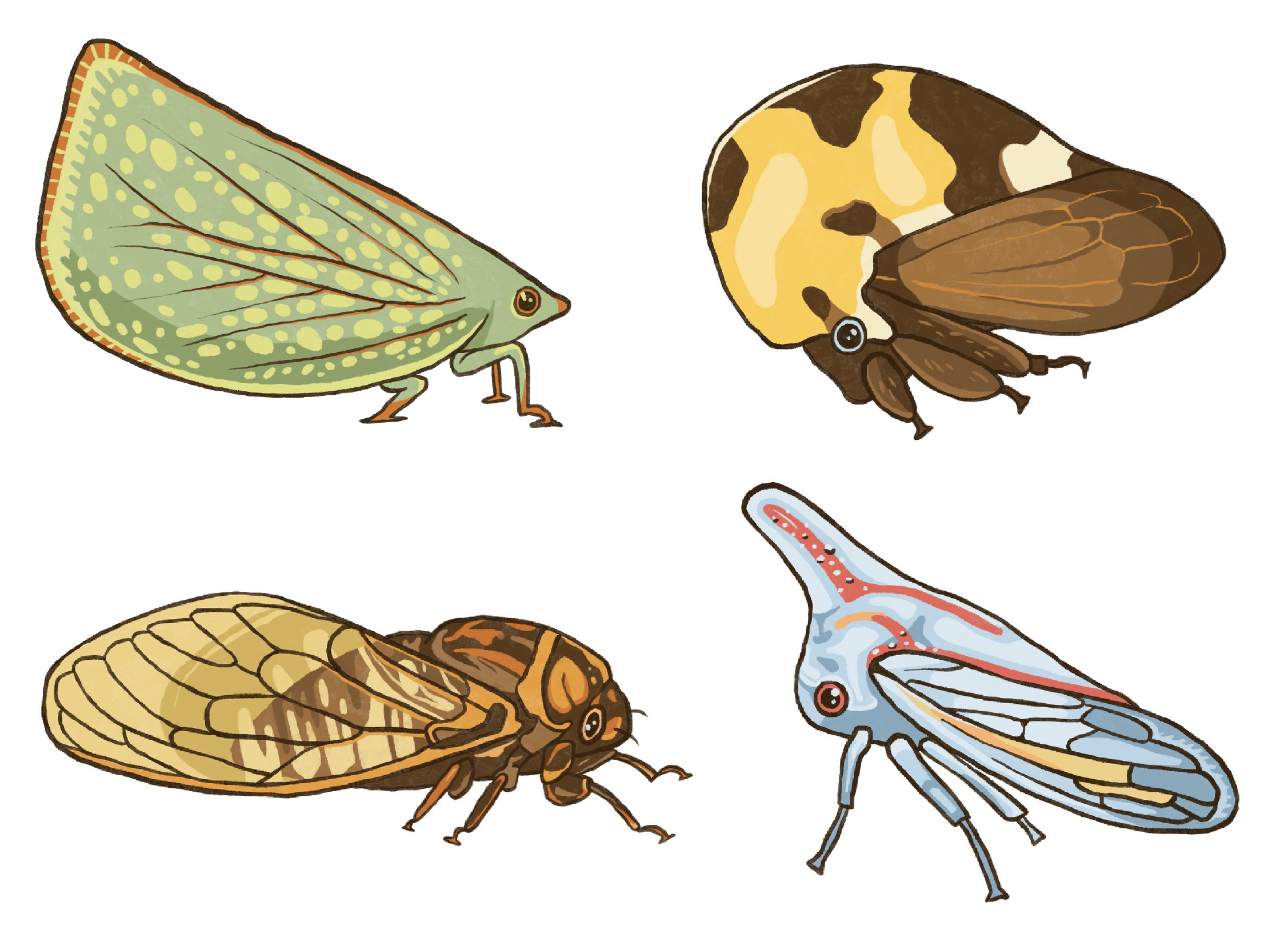 hoppers website crop.png