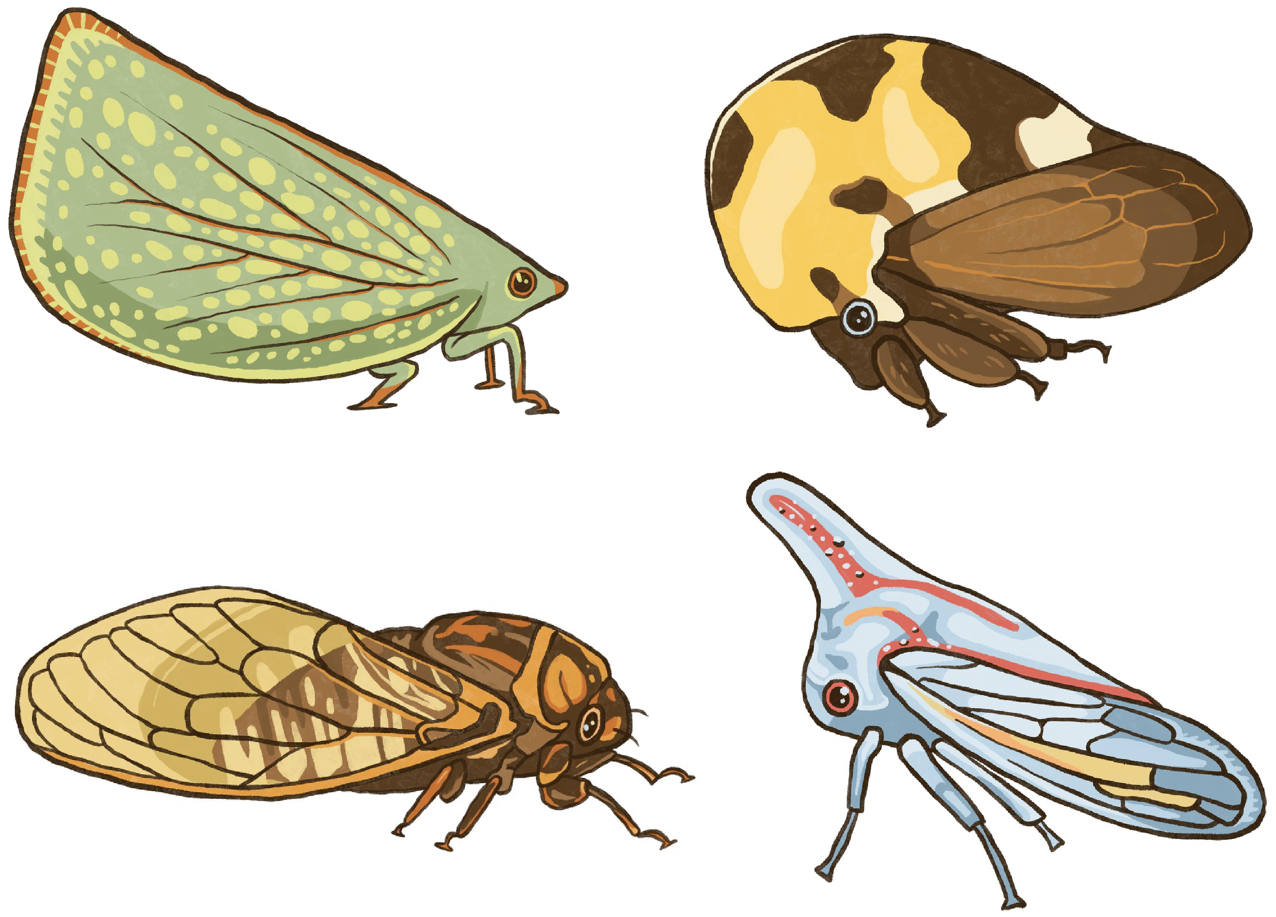 Hemiptera Insects.png