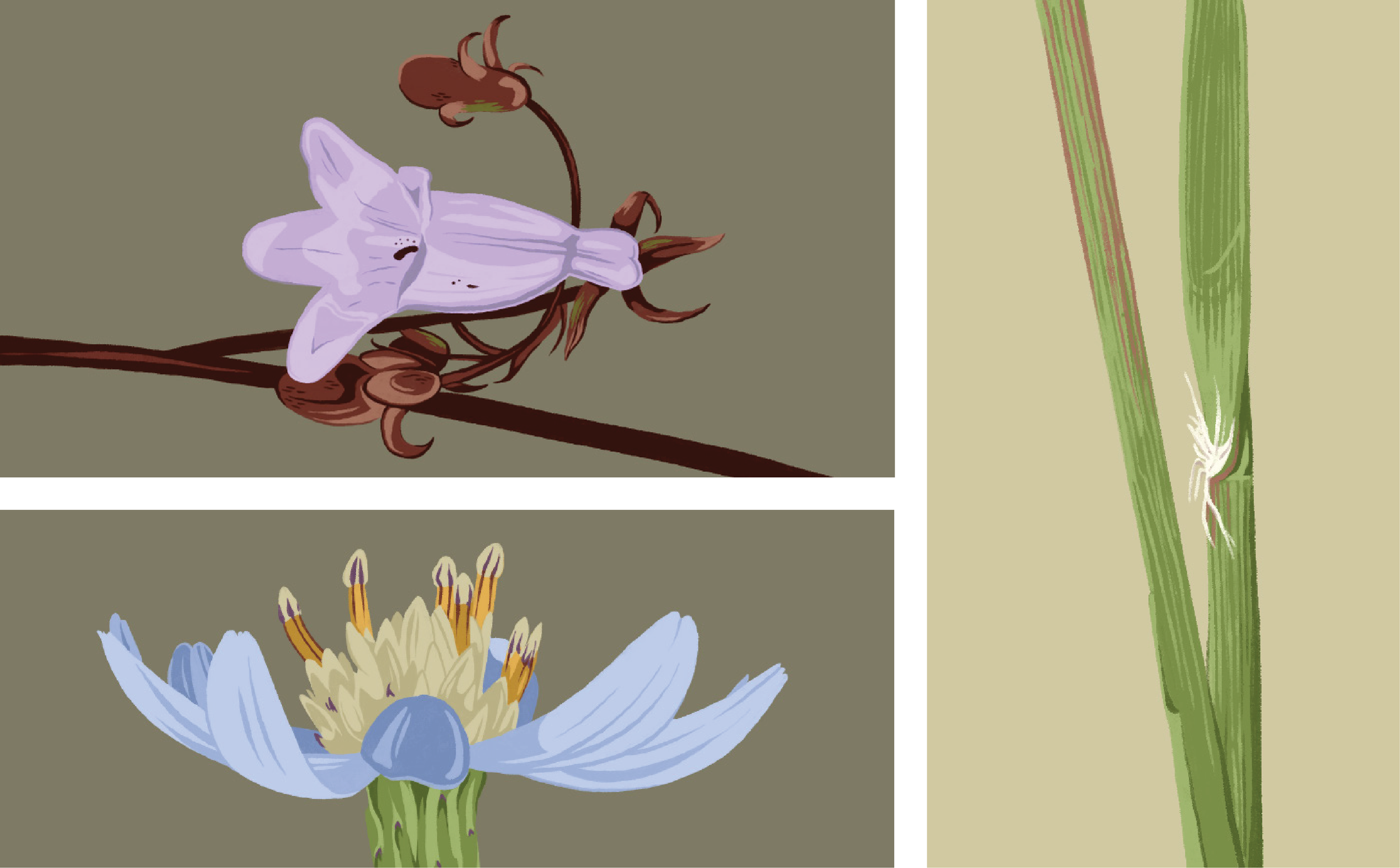 world of plants booklet flowers.png