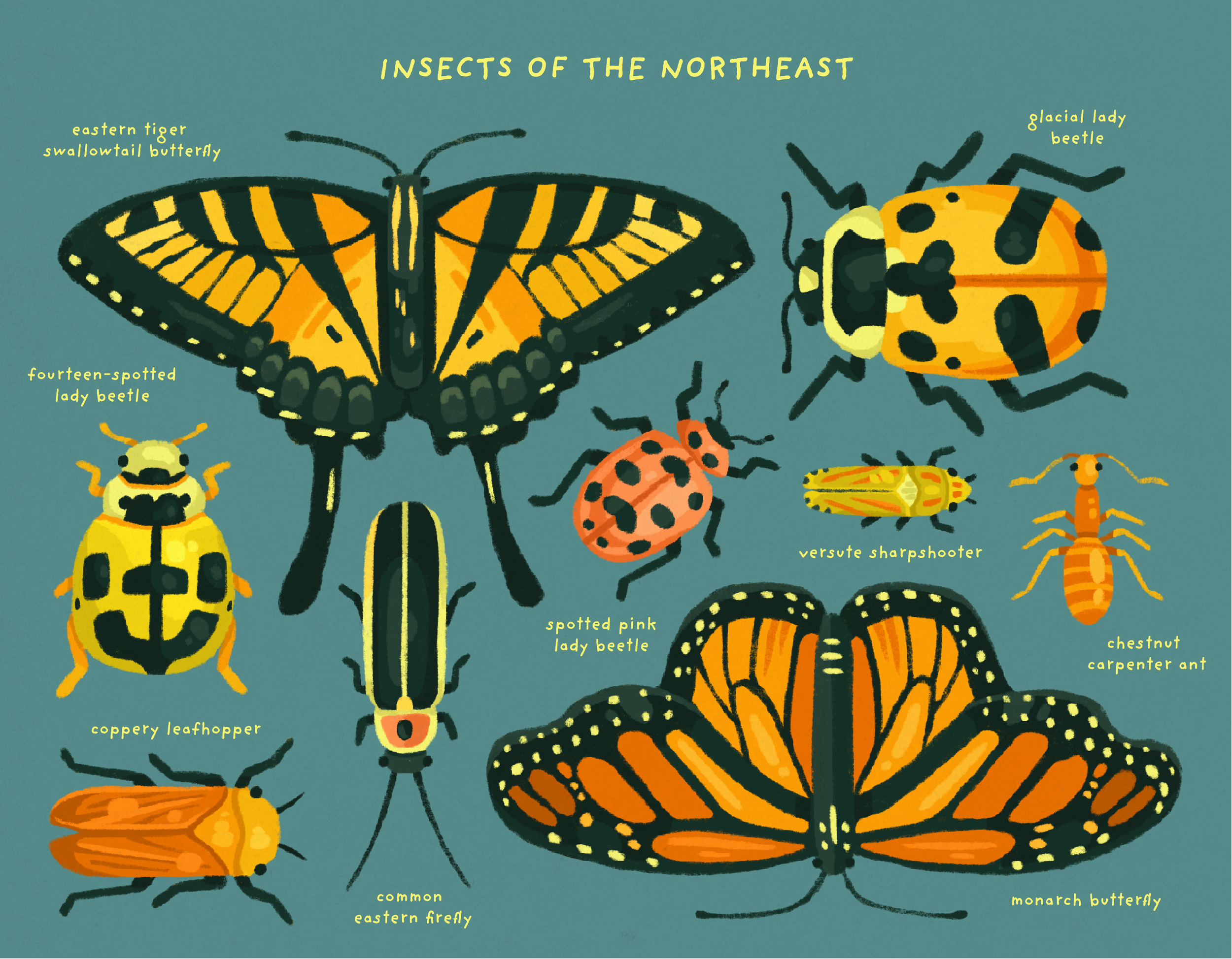 insects of the northeast website.png