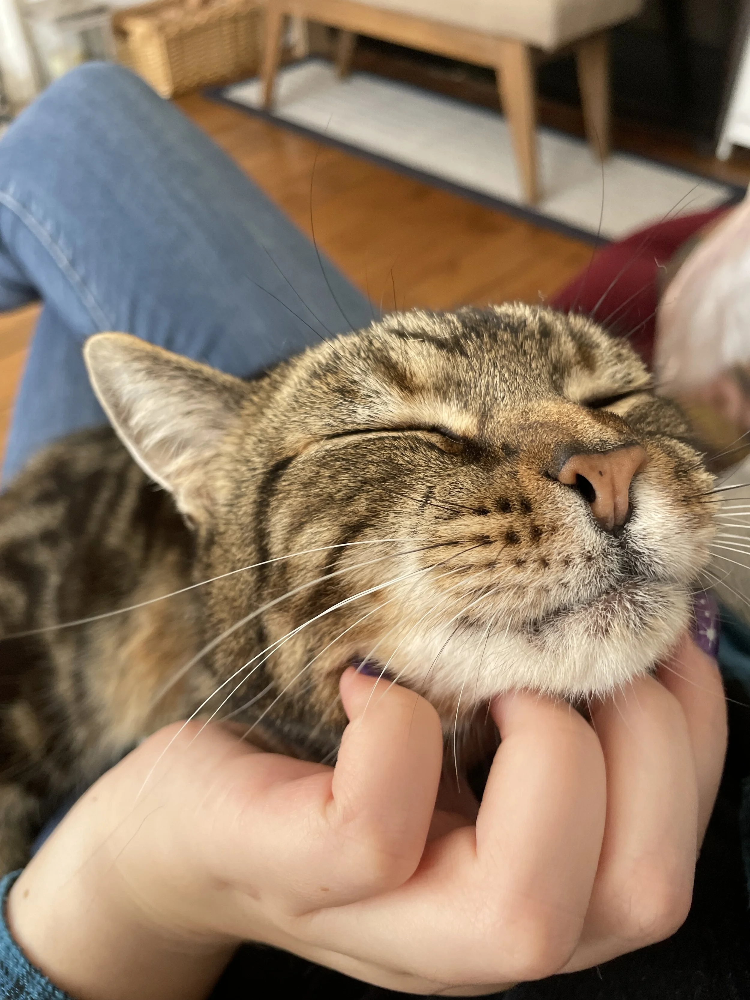 A person is gently holding a tabby cat's chin, with the cat smiling and eyes closed, showing contentment and relaxation in a cozy indoor setting.