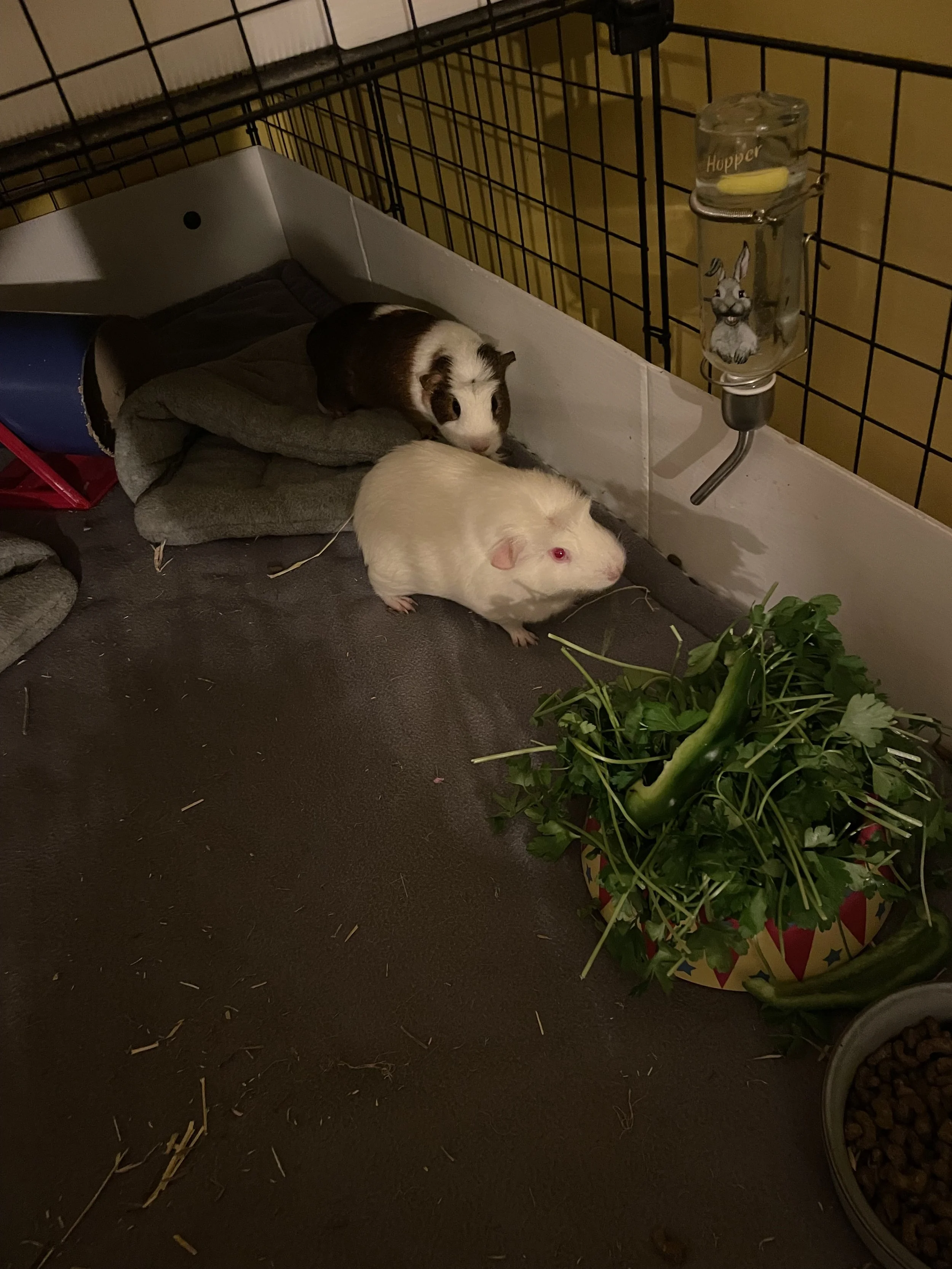 Two guinea pigs inside a cage, one black and white and the other white, with a water bottle attached to the side and a bowl of pellets nearby, along with a large batch of fresh parsley.