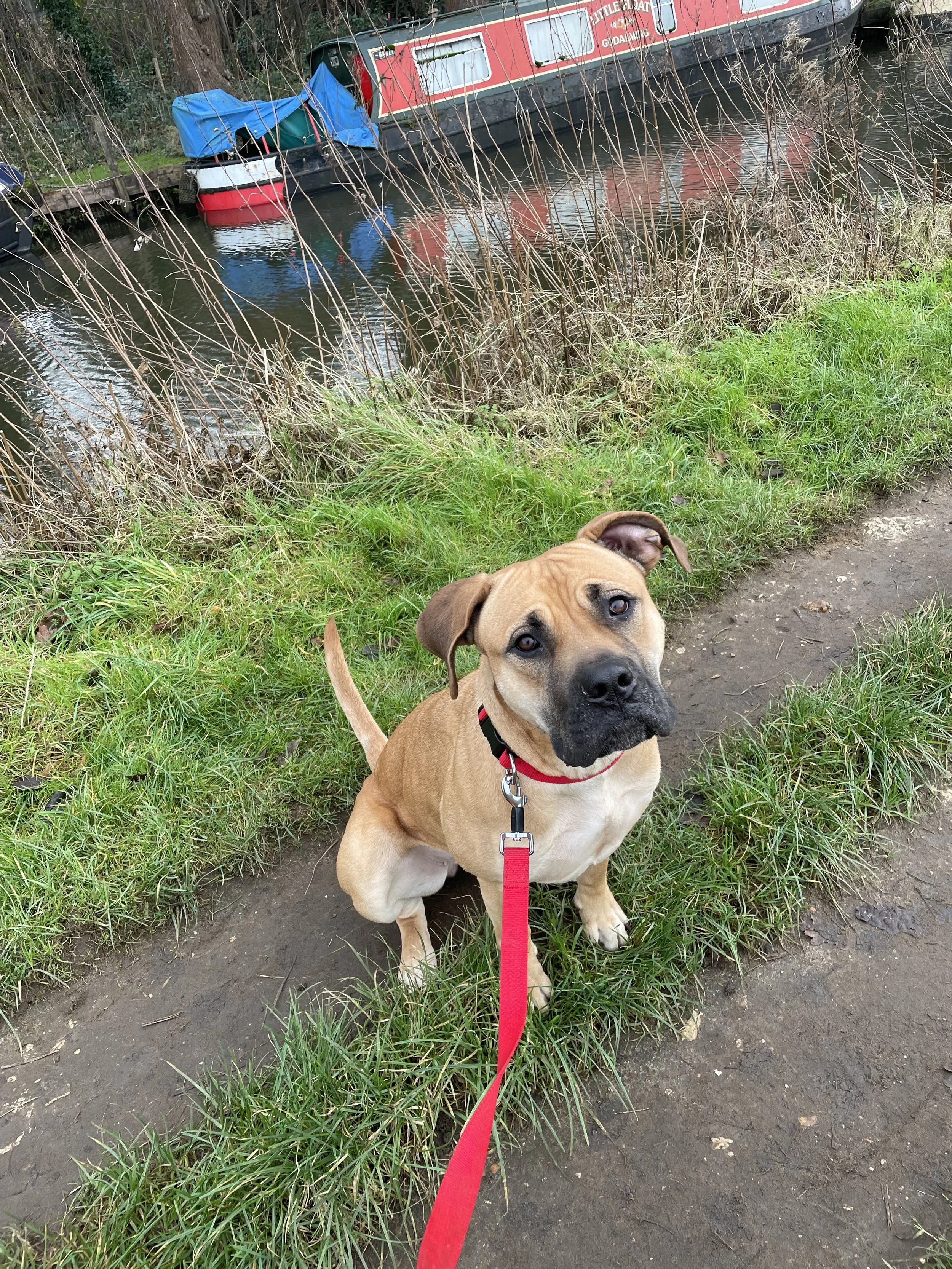 A tan and black dog sitting on a dirt path beside a grassy area near a canal with a houseboat and dry reeds in the background.