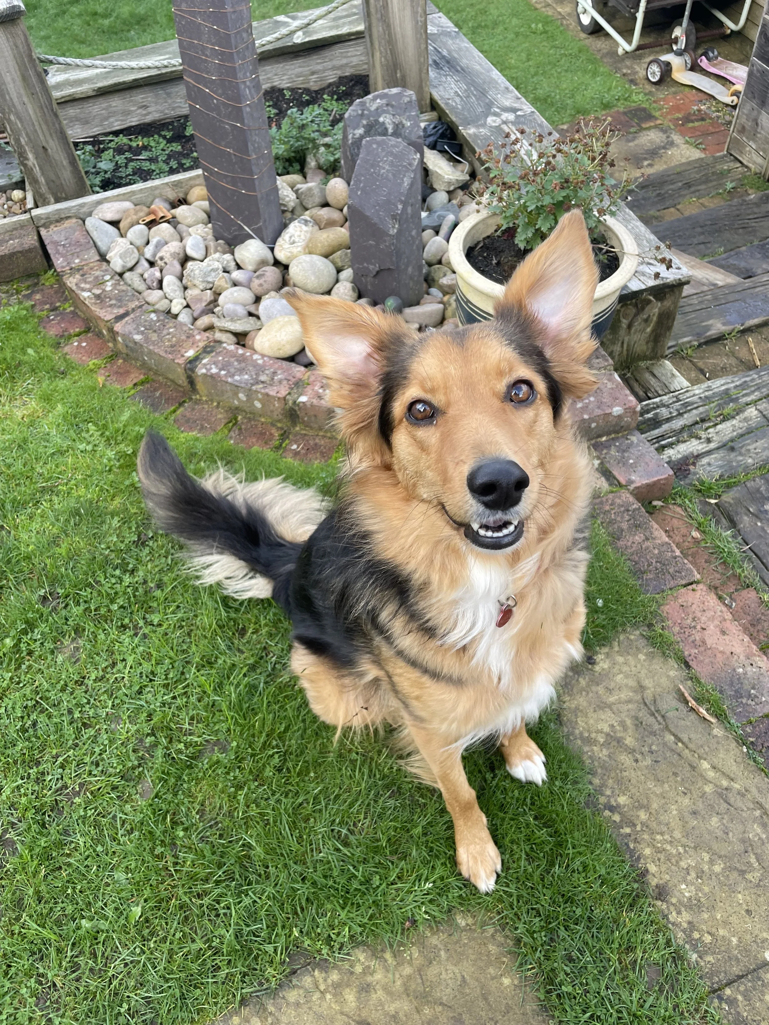 A happy dog with tan, black, and white fur, sitting on green grass in a backyard, looking up at the camera.